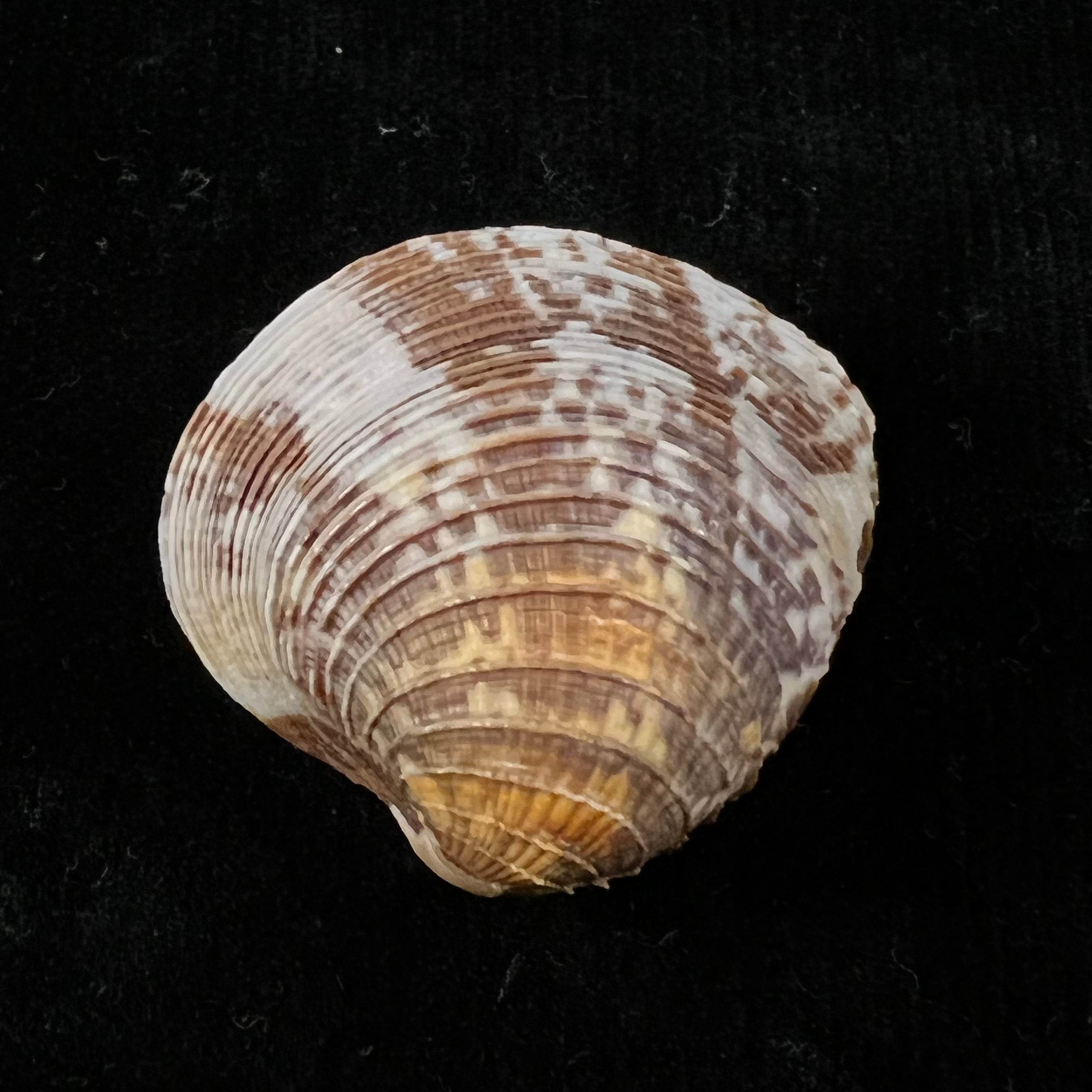 Chione cancellata (林奈, 1767) - 35,6mm