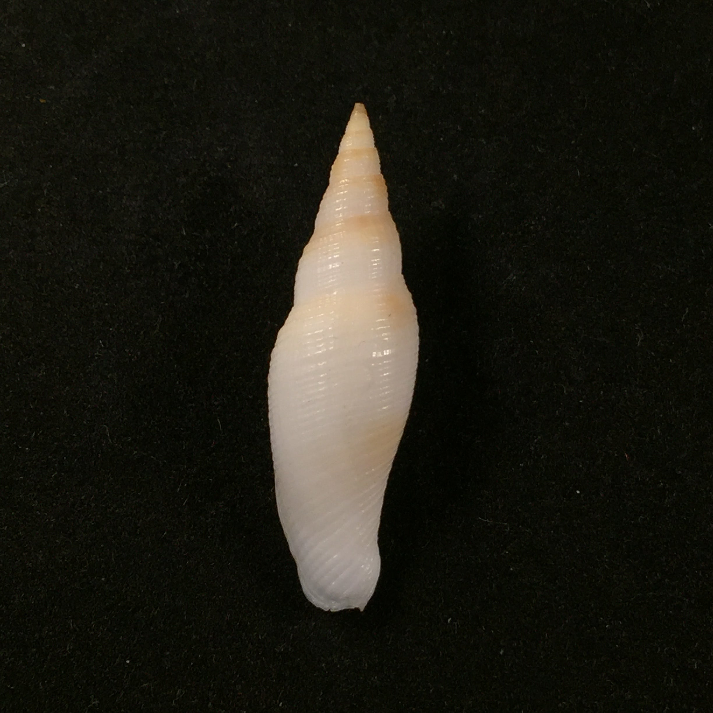 Subcancilla larranagai (Carcelles, 1947) - 35,8mm