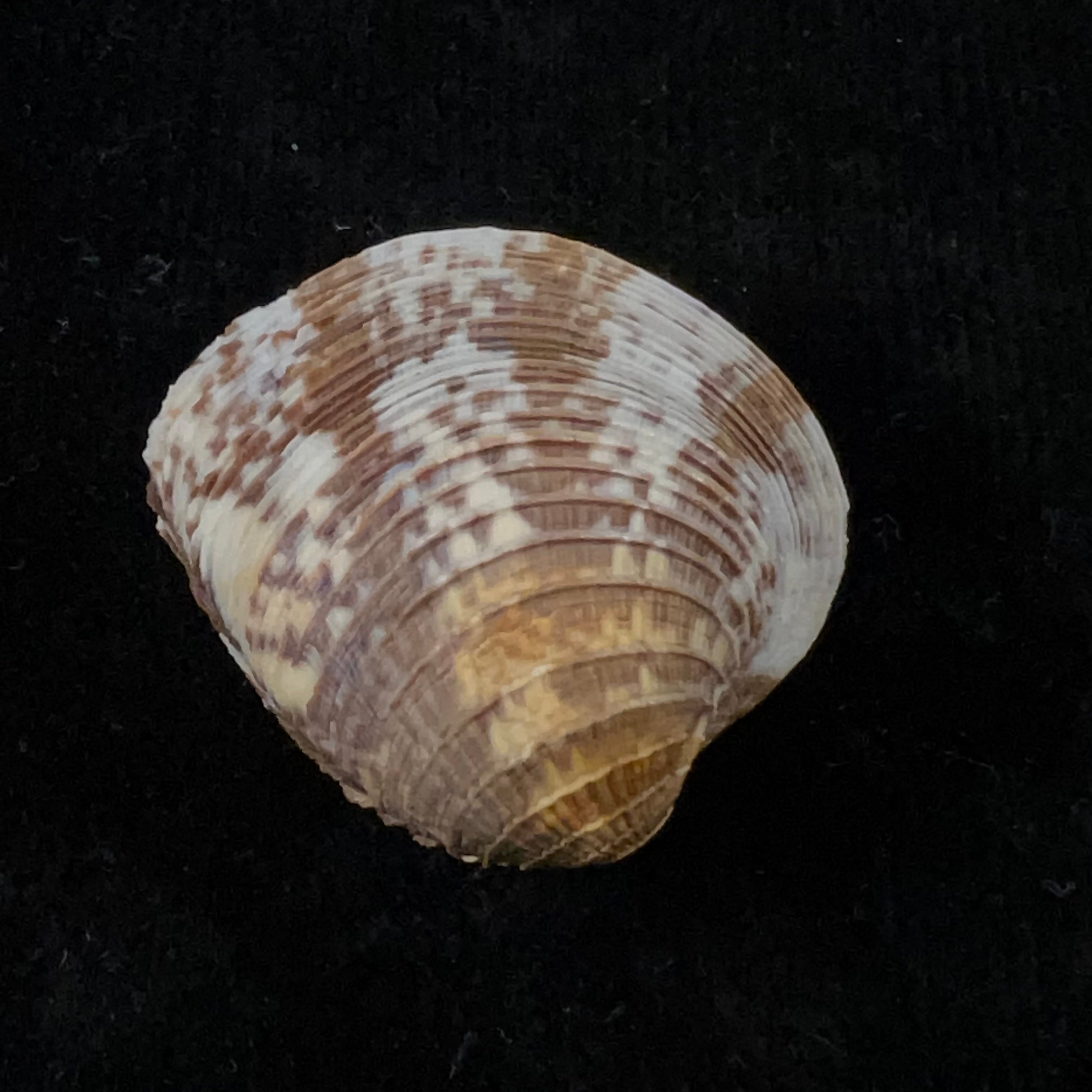 Chione cancellata (林奈, 1767) - 35,6mm