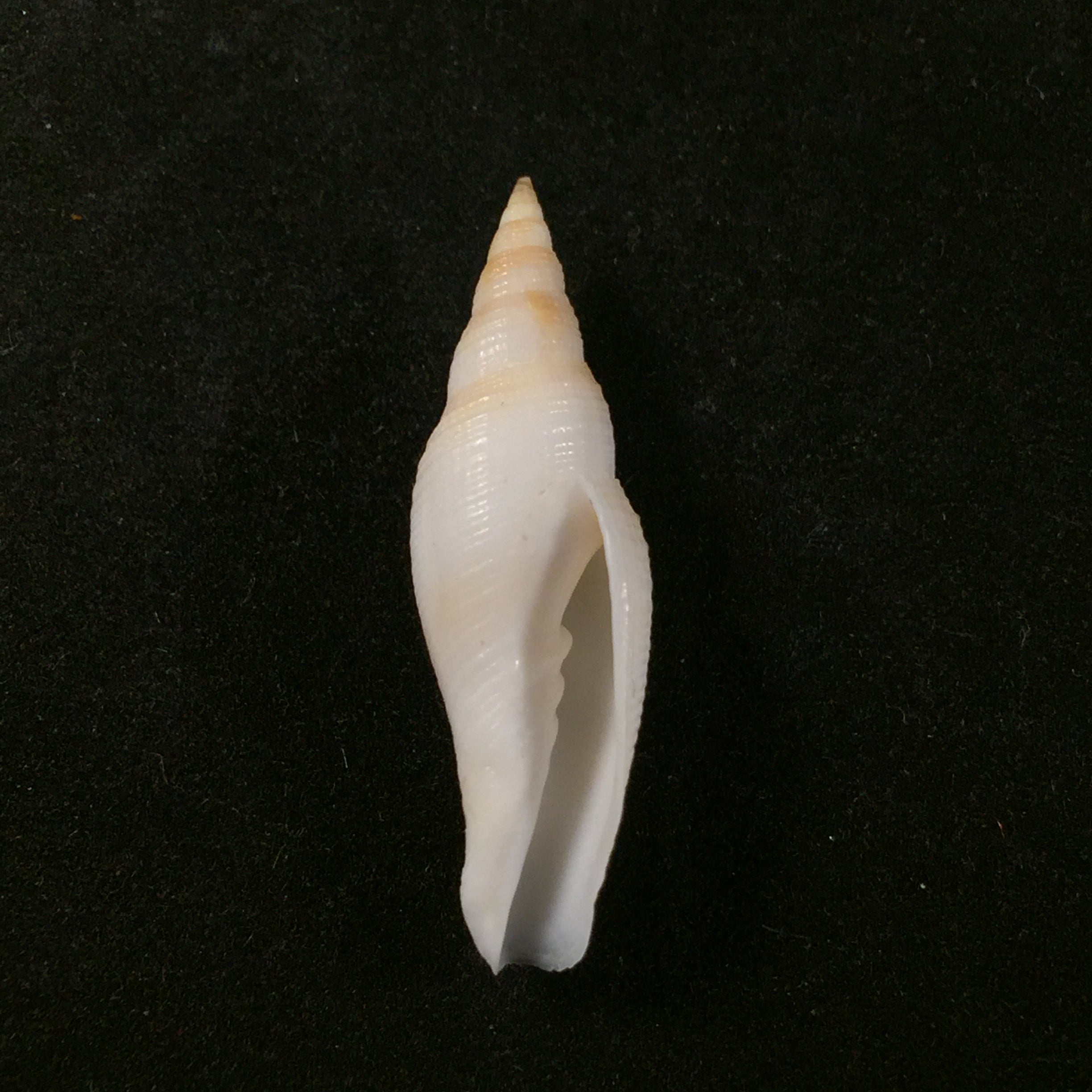 Subcancilla larranagai (Carcelles, 1947) - 35,8mm