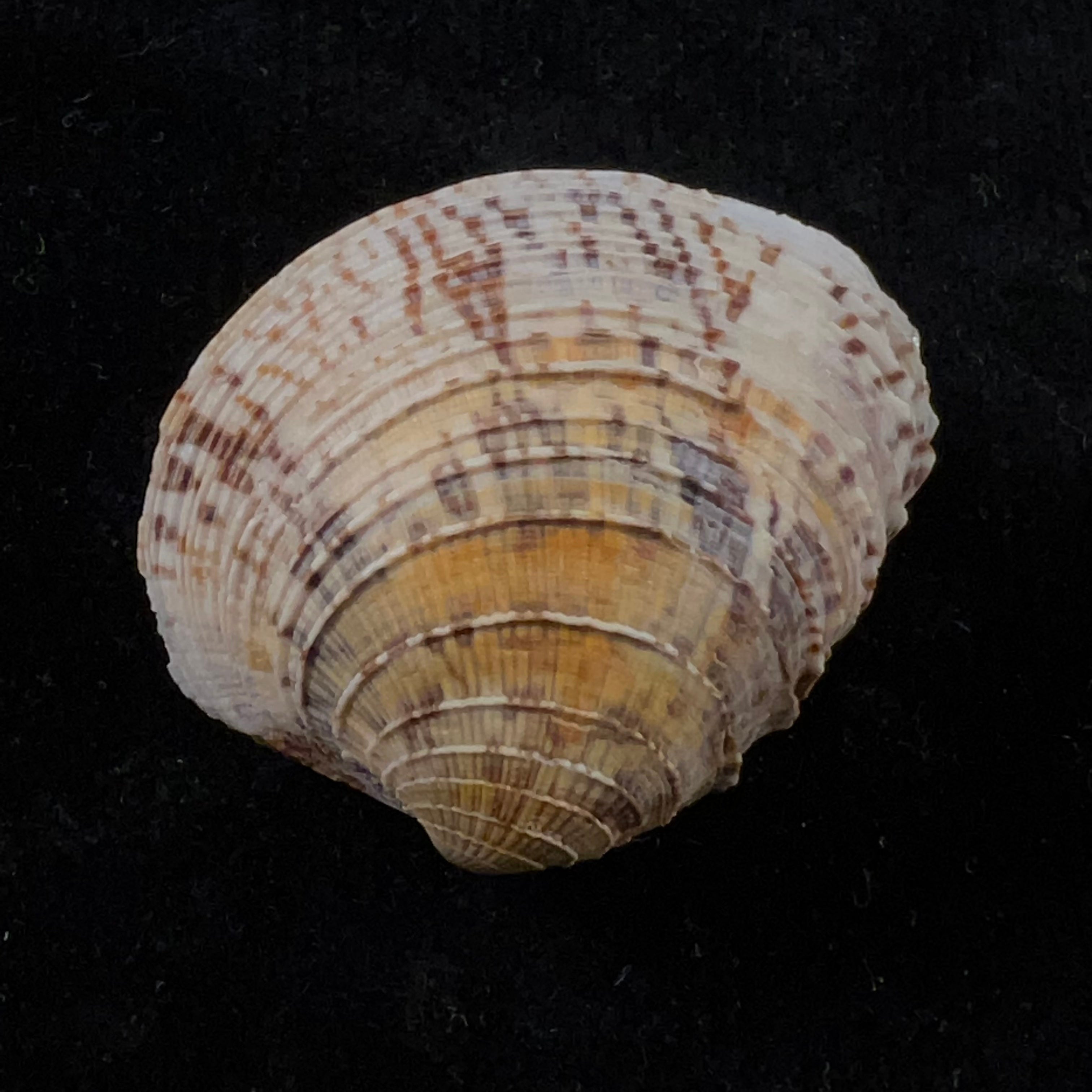 Chione cancellata (林奈, 1767) - 36,7mm