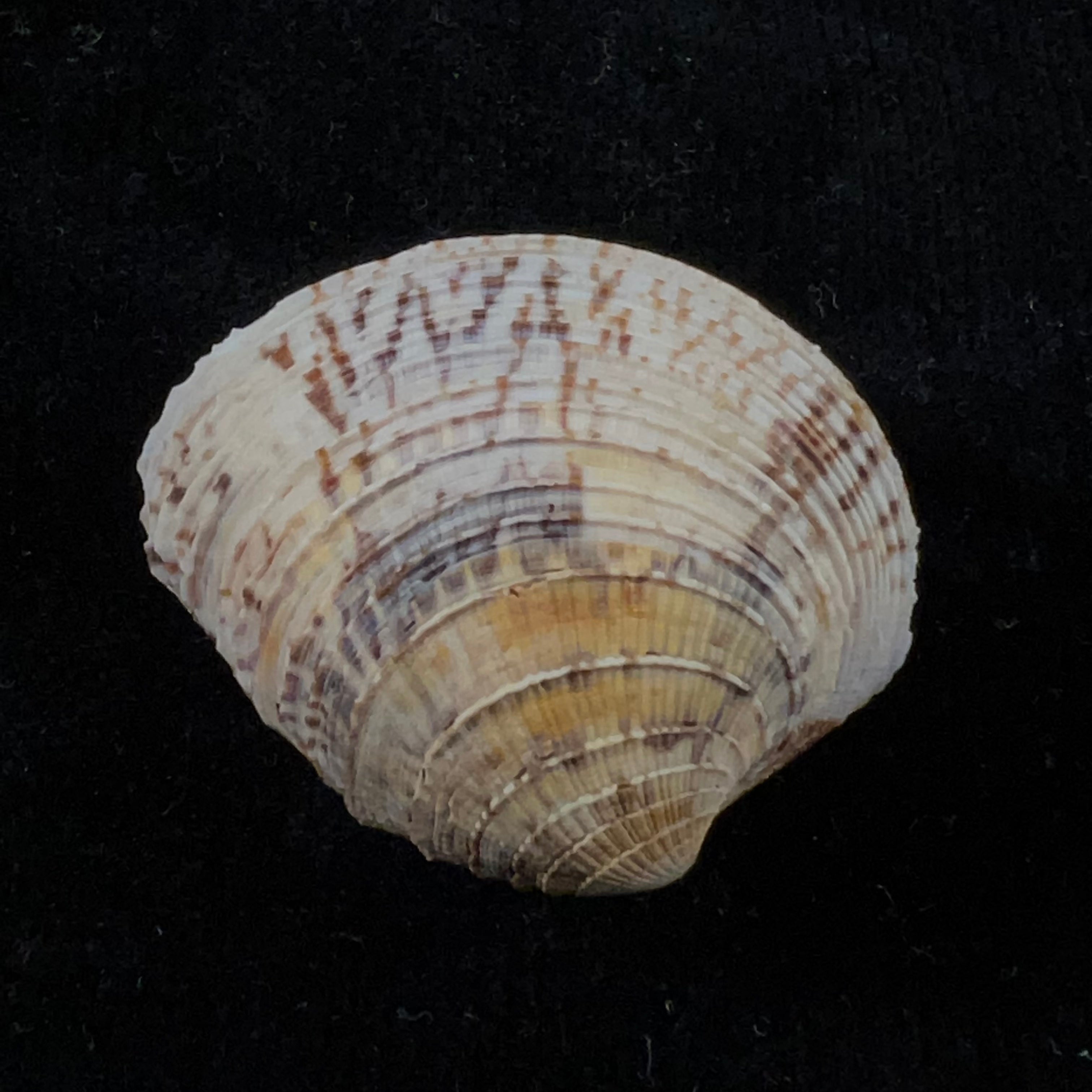 Chione cancellata (林奈, 1767) - 36,7mm