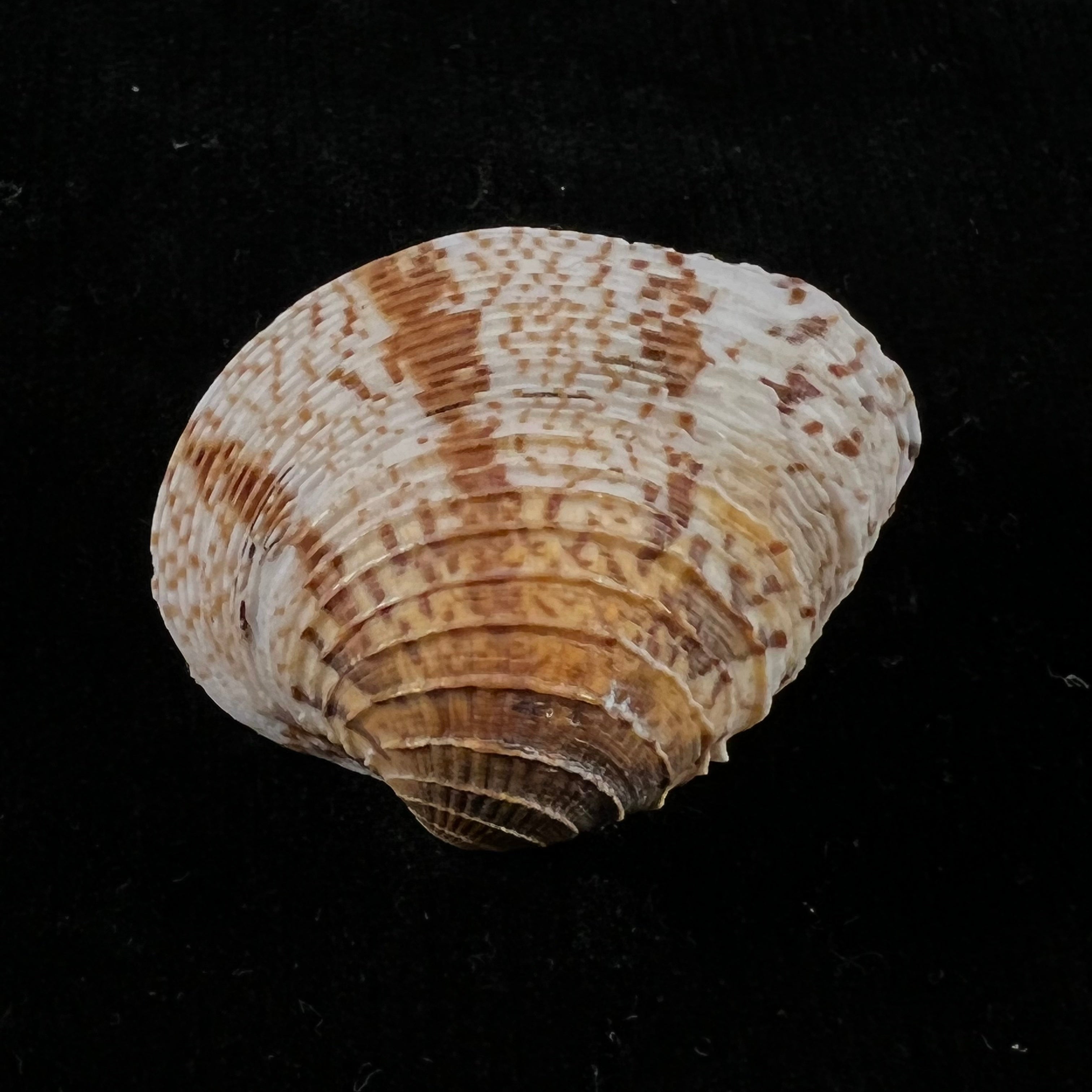 Chione cancellata(林奈,1758 年) - 40 毫米