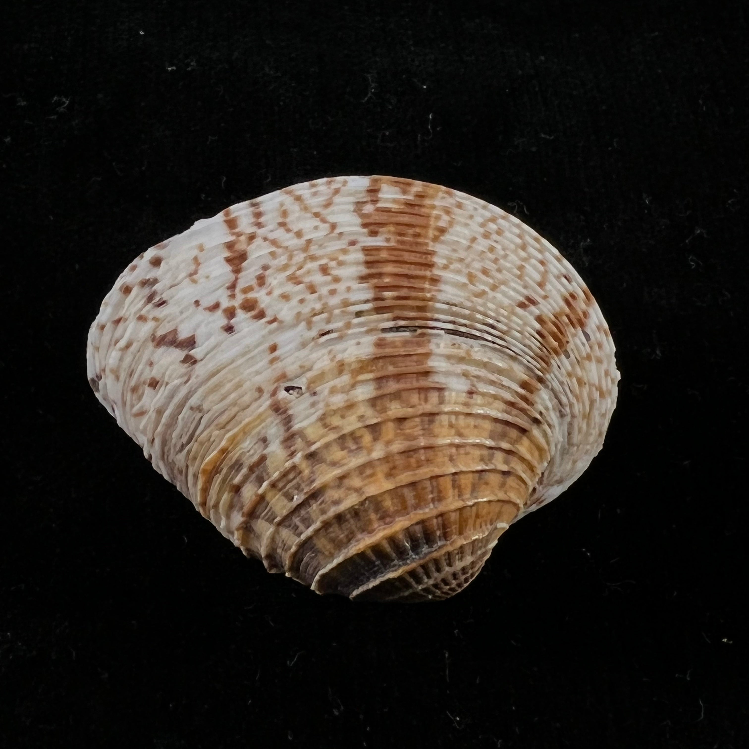 Chione cancellata(林奈,1758 年) - 40 毫米