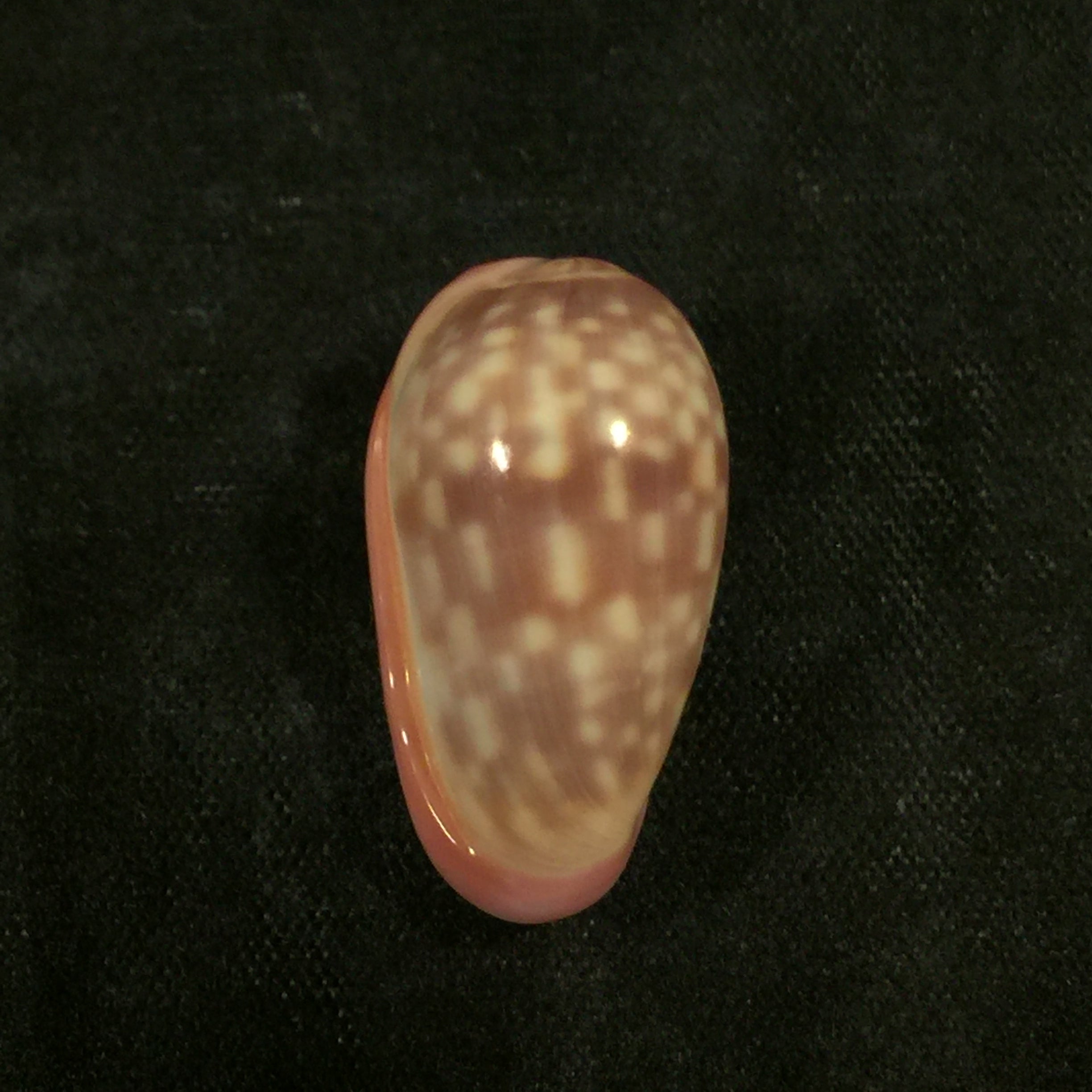 Bullata guerrinii Souza & Covert, 2001 - 22,7毫米