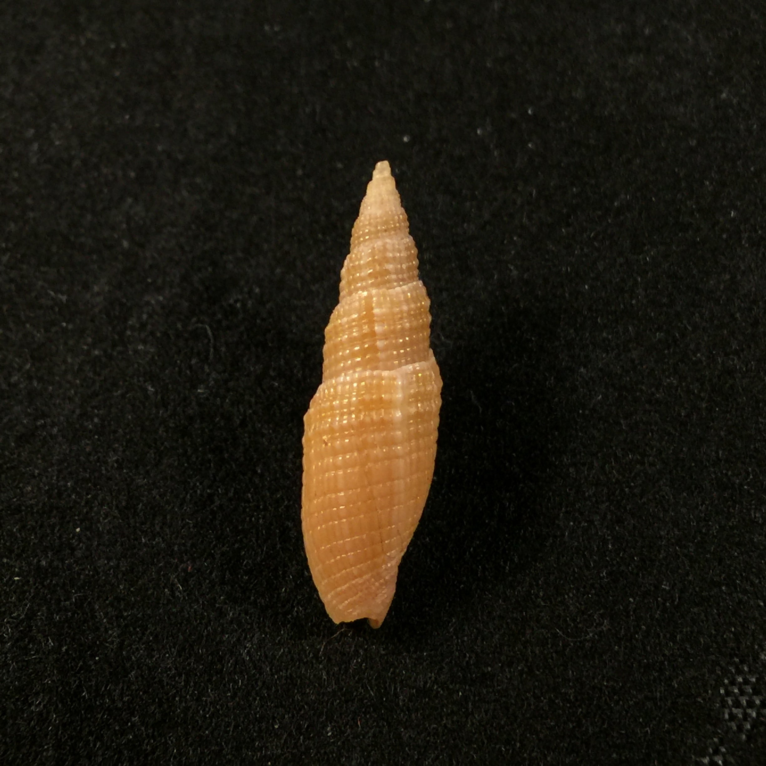 Neocancilla hebes (Reeve, 1845) - 20,6mm