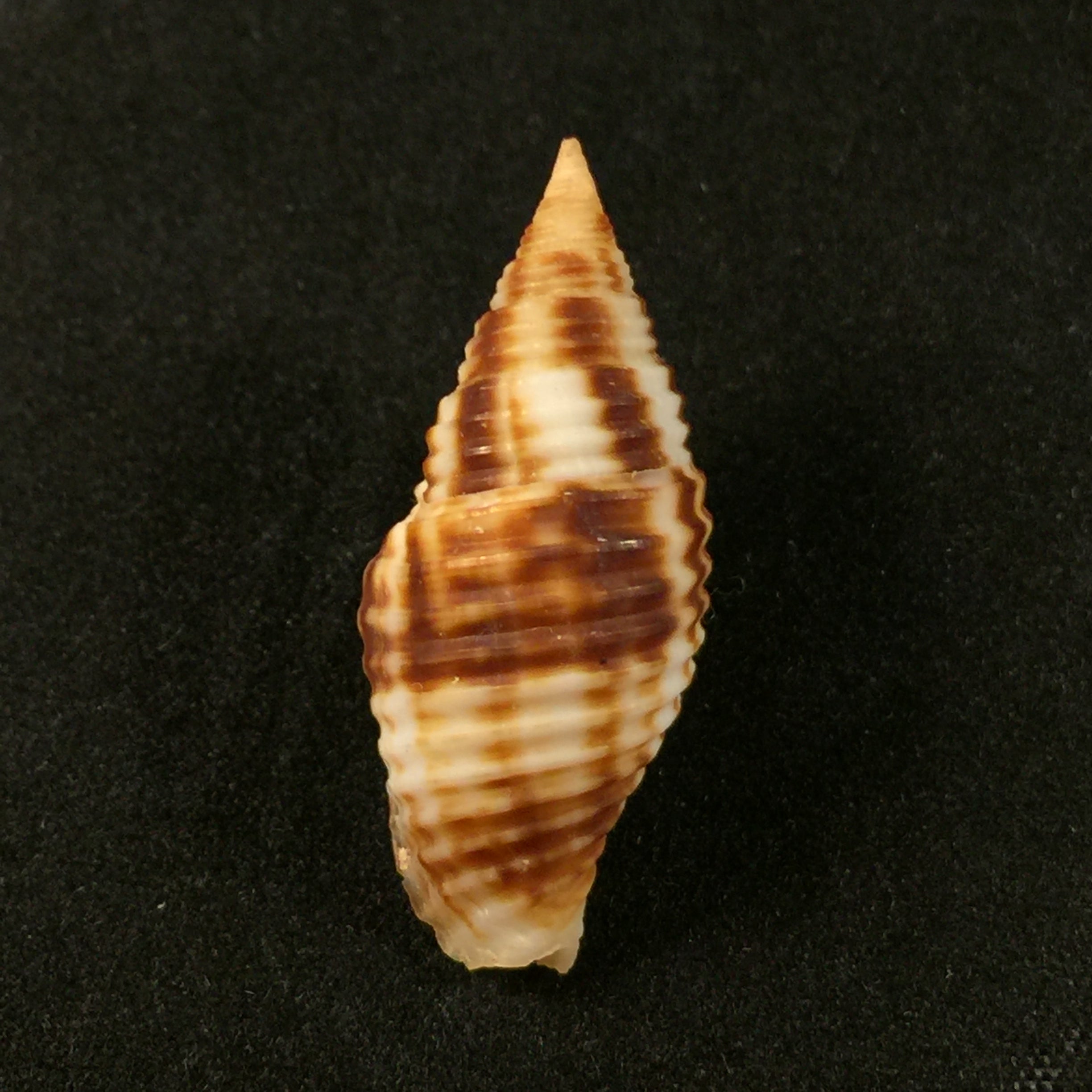 Nebularia ferruginea (Lamarck, 1811) - 30,6毫米