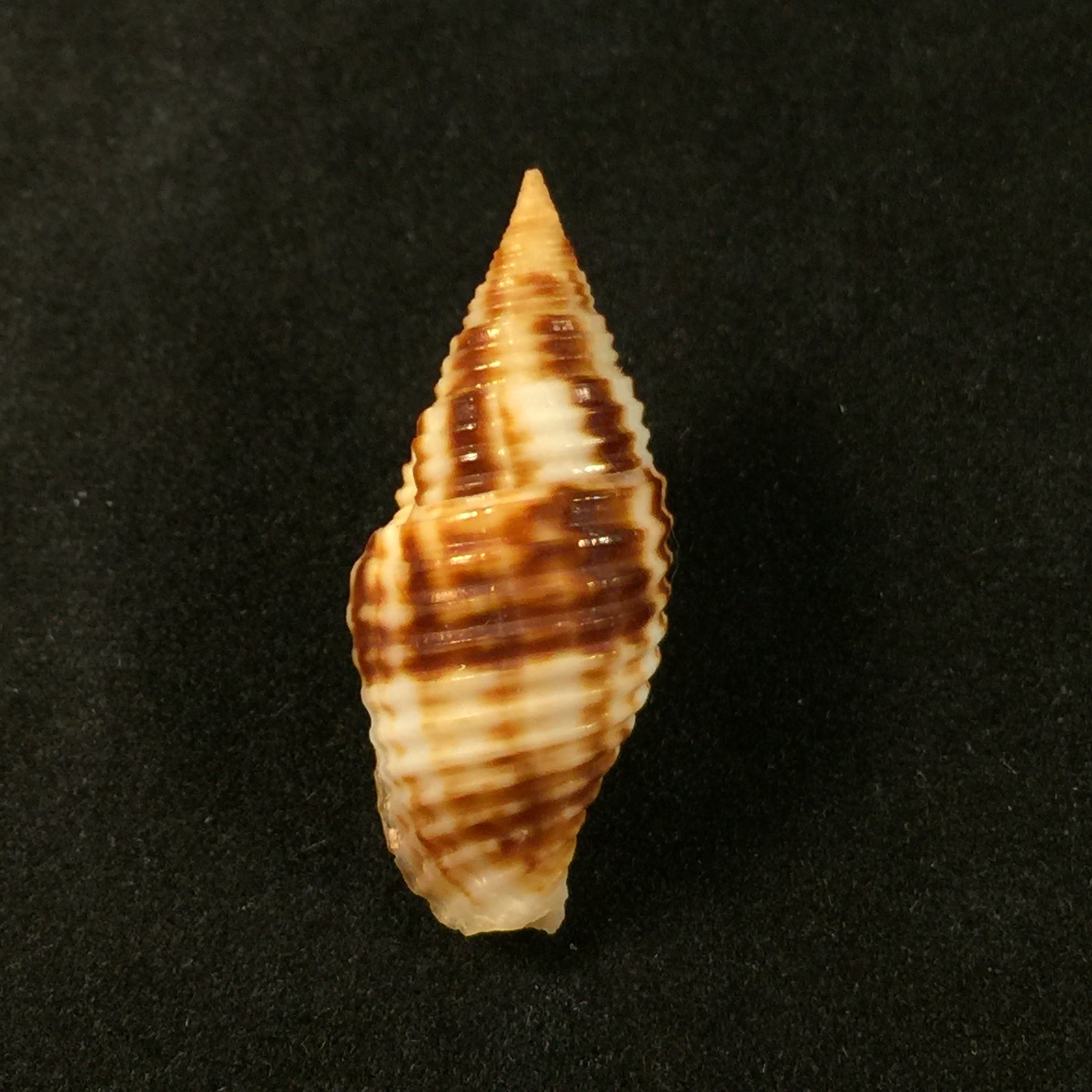 Nebularia ferruginea (Lamarck, 1811) - 30,6毫米