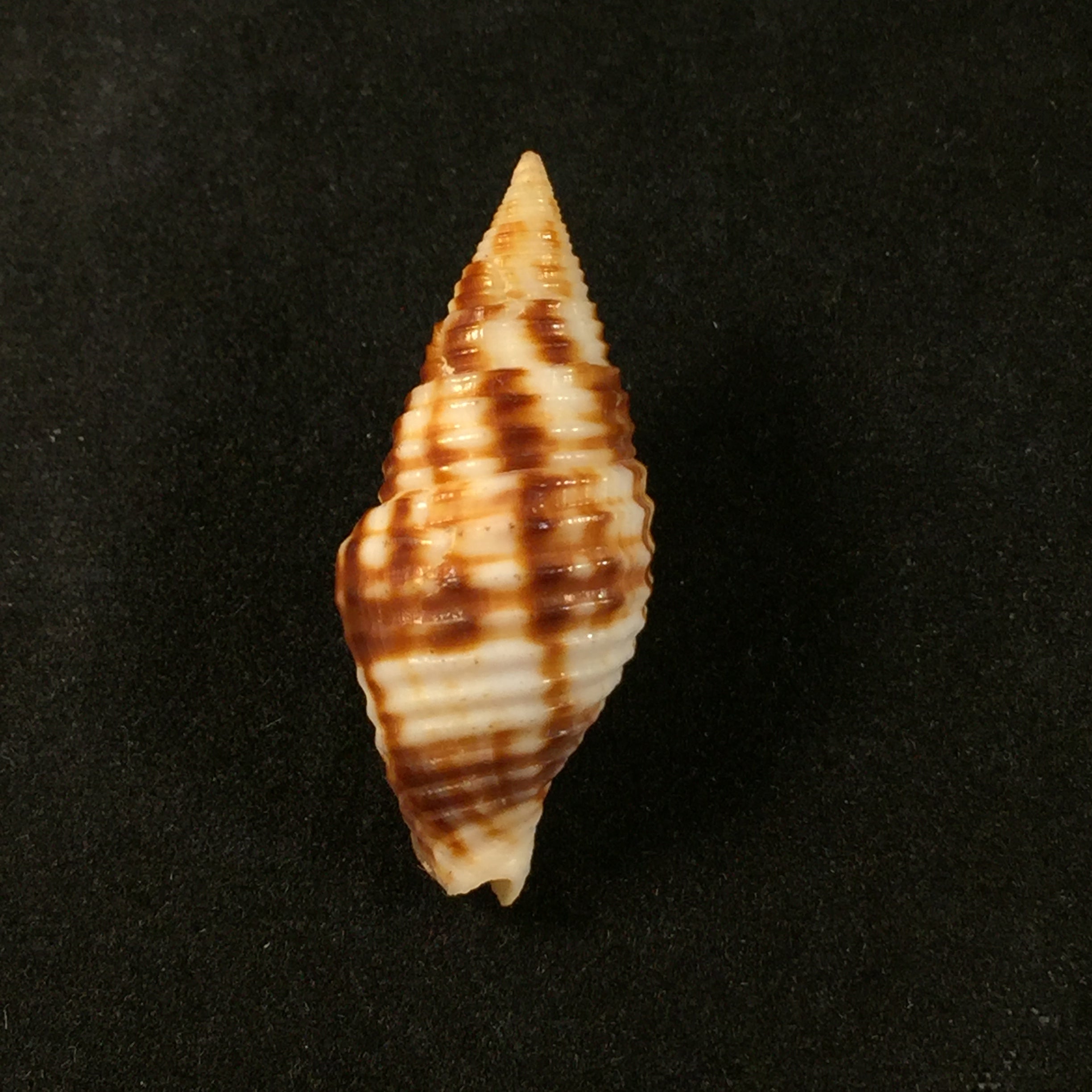 Nebularia ferruginea (Lamarck, 1811) - 34,2毫米