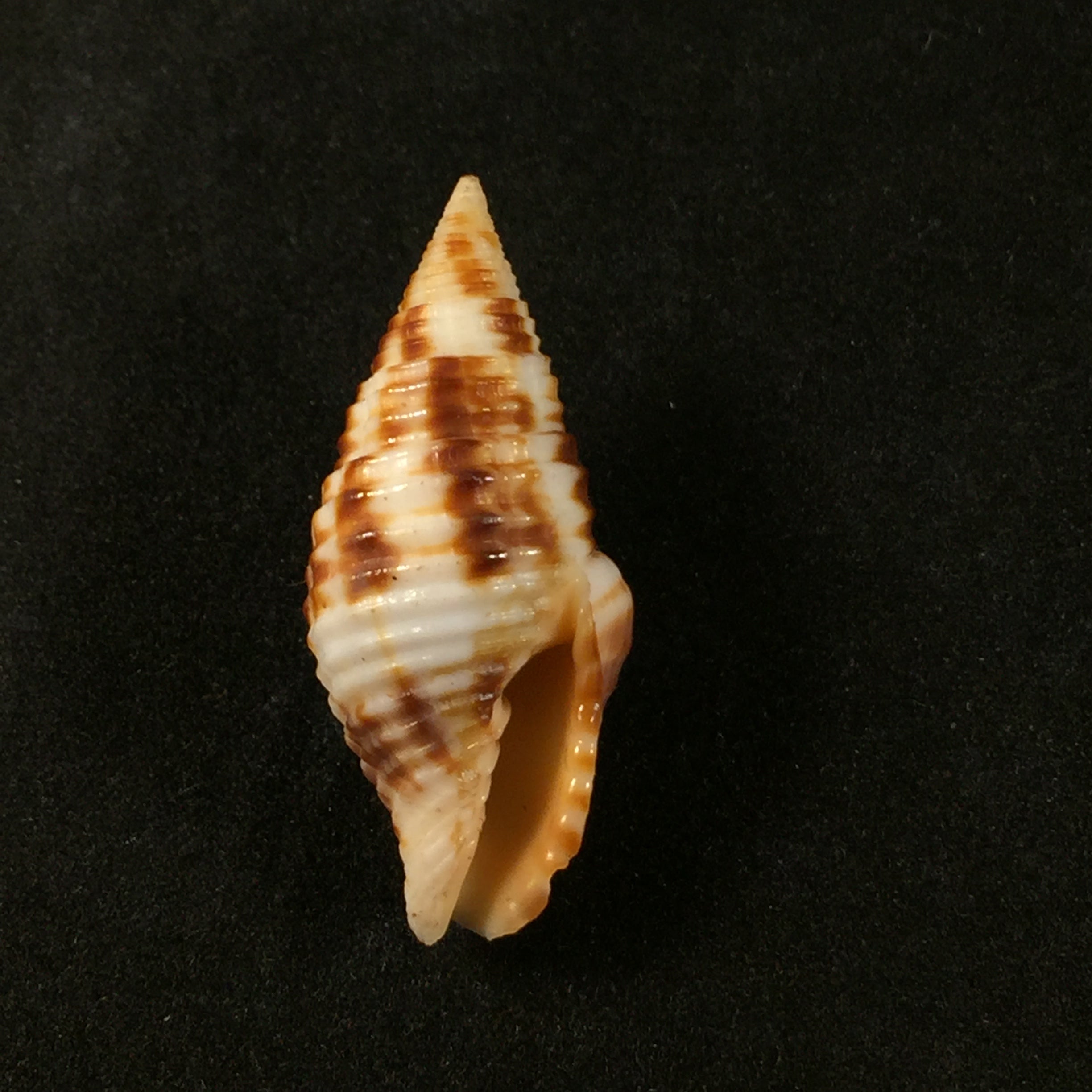 Nebularia ferruginea (Lamarck, 1811) - 34,2毫米