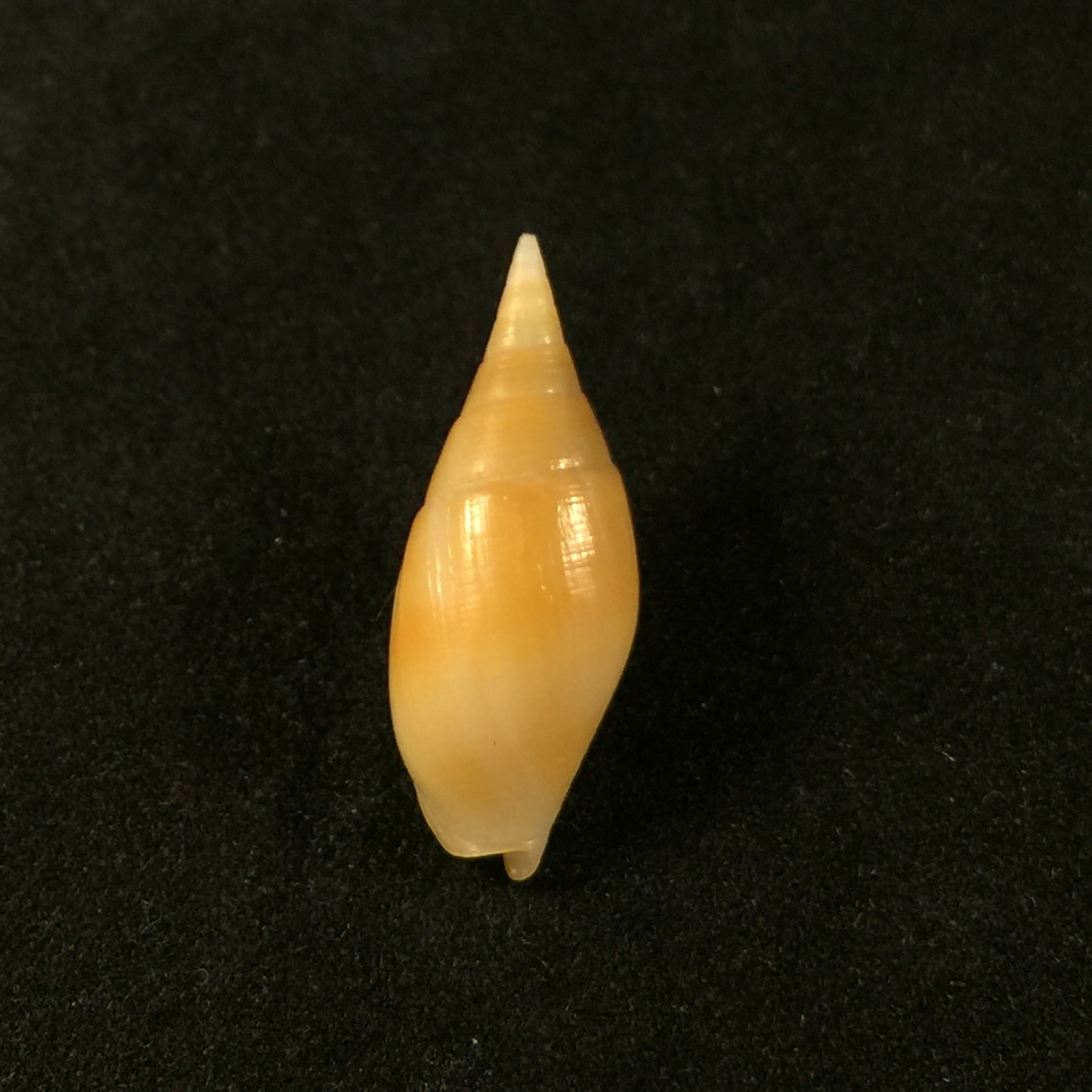 Nebularia acuminata (Swainson, 1824) - 22,9毫米