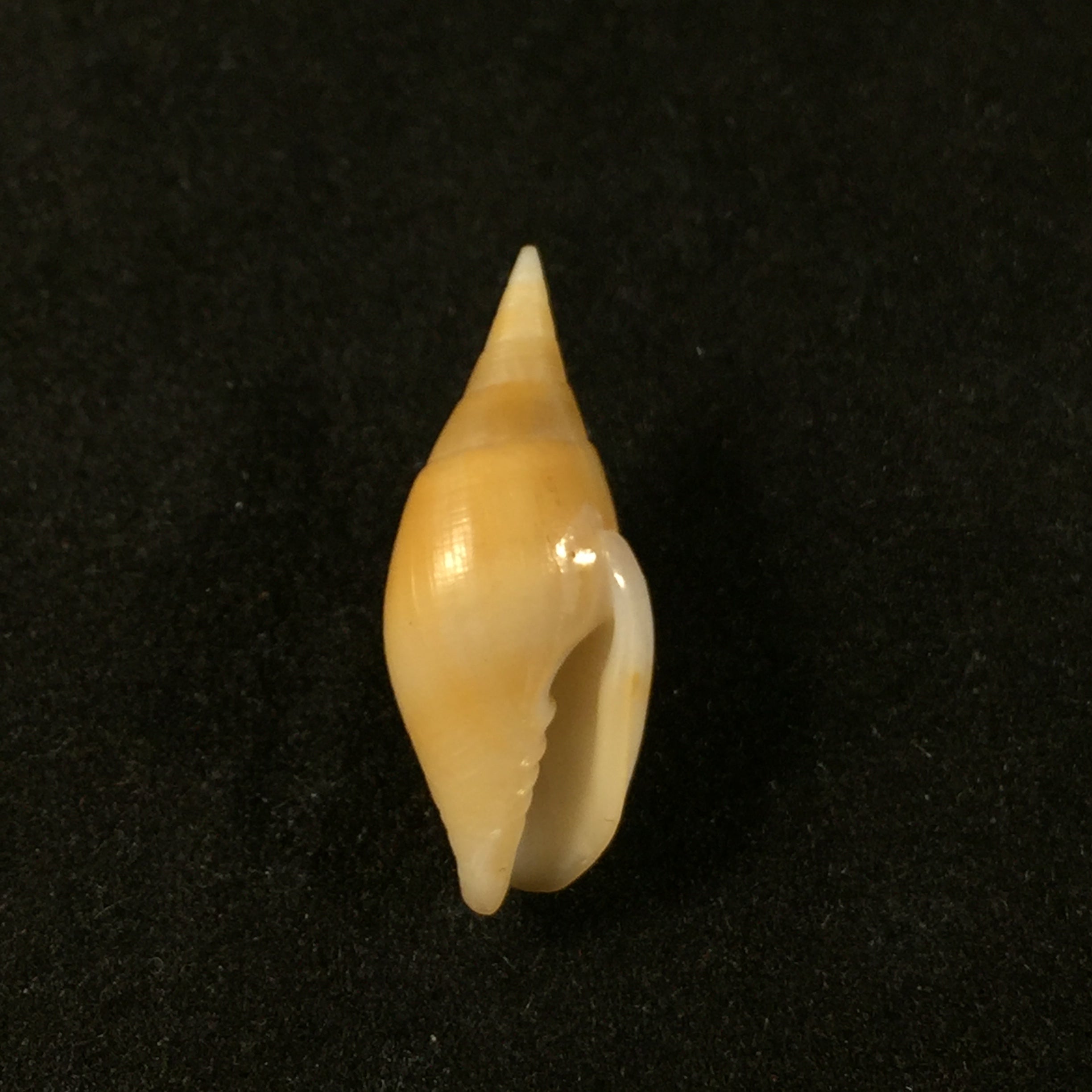 Nebularia acuminata (Swainson, 1824) - 22,9毫米