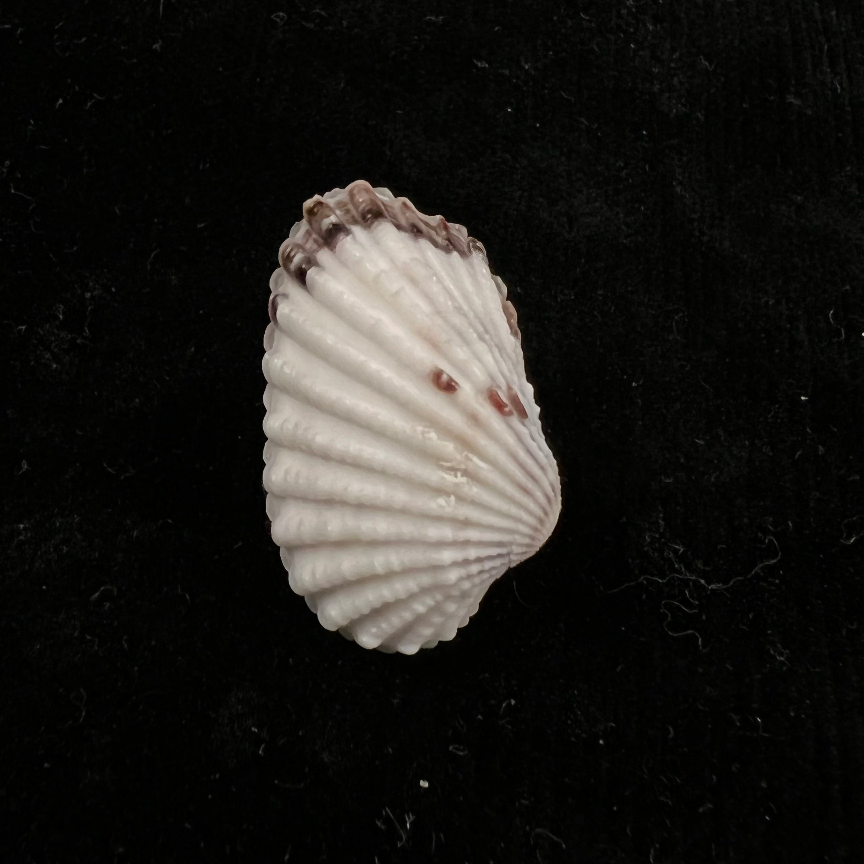 Cardites floridanus (Conrad, 1838) - 27毫米