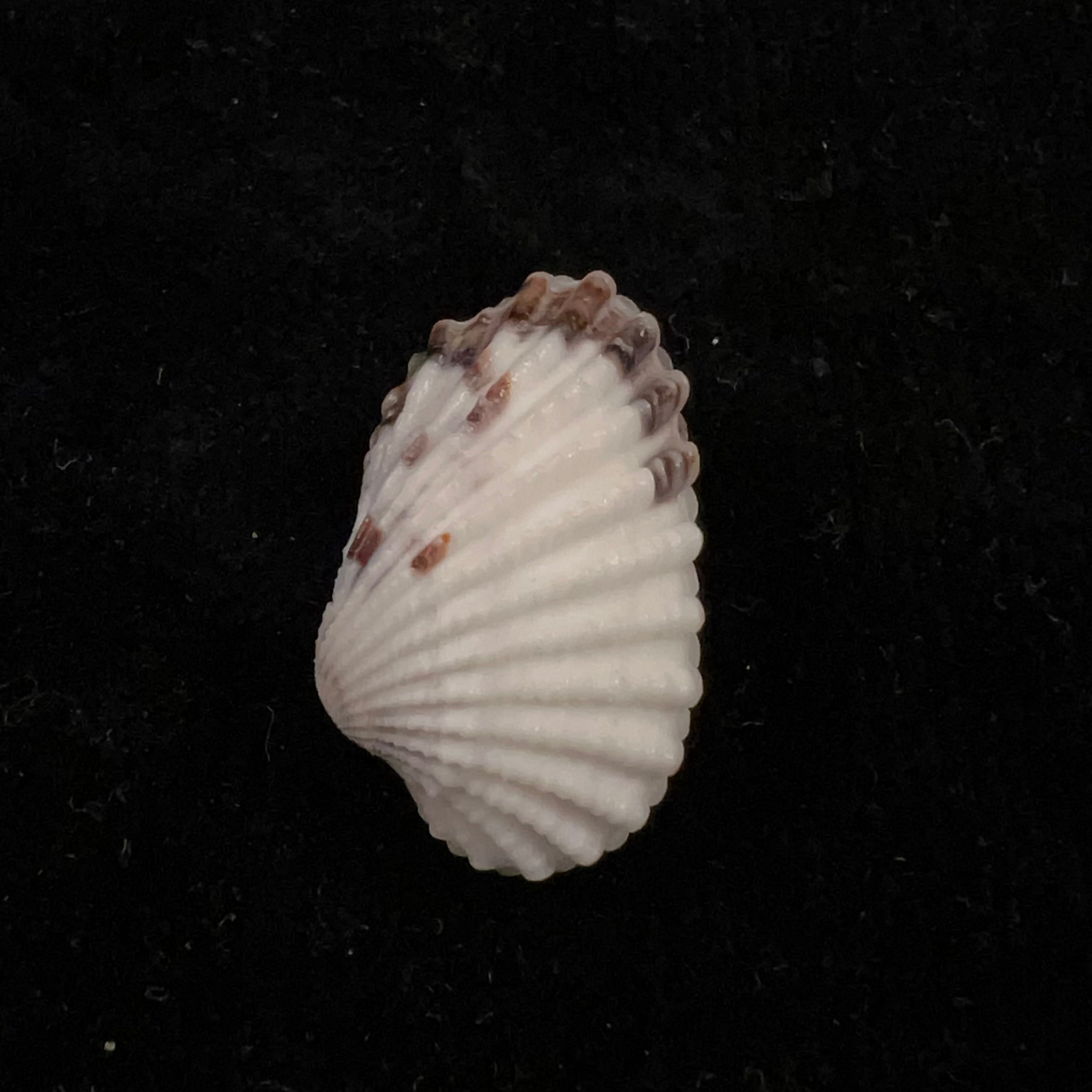 Cardites floridanus (Conrad, 1838) - 27毫米