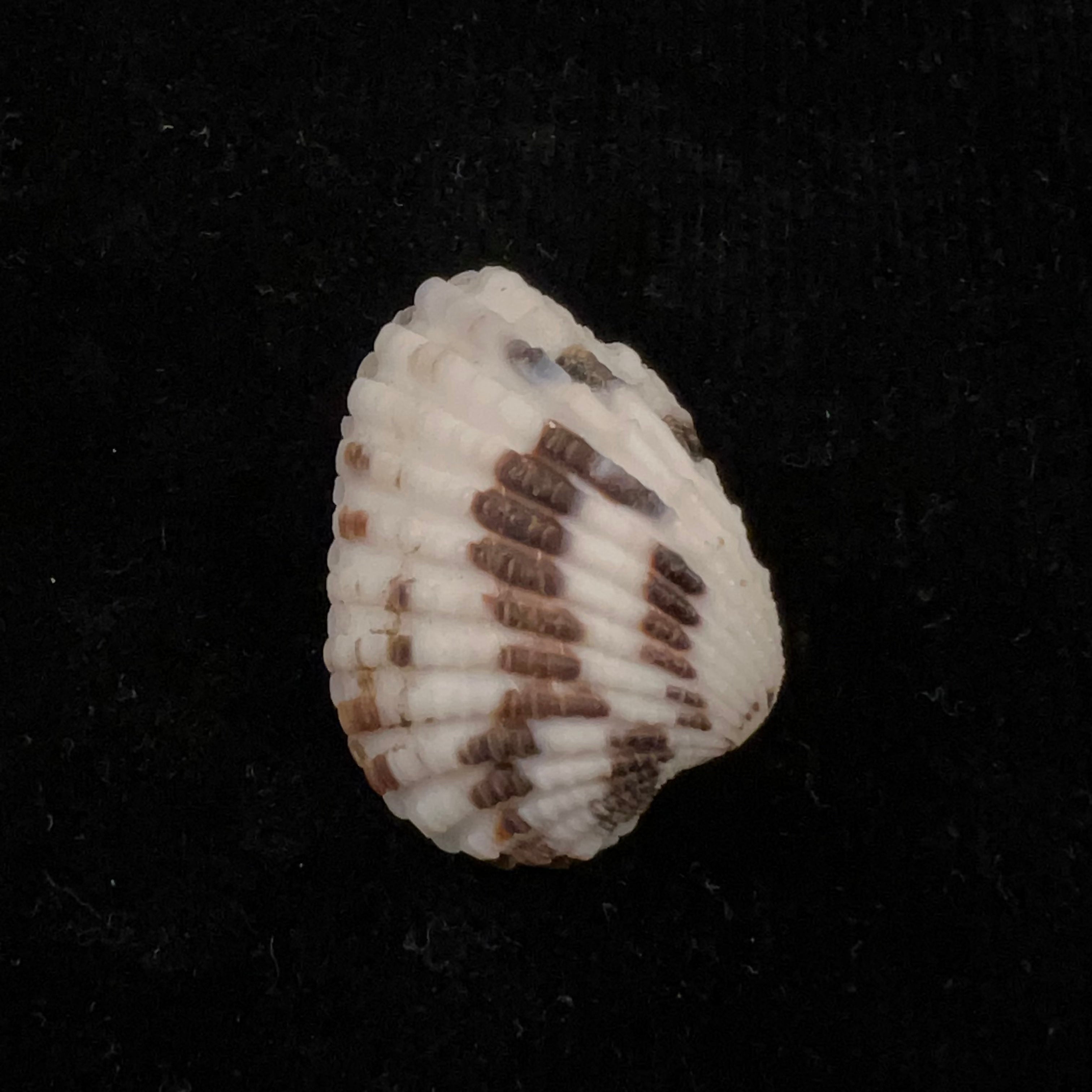 Cardites laticostatus (GB Sowerby I, 1833) - 33,3毫米