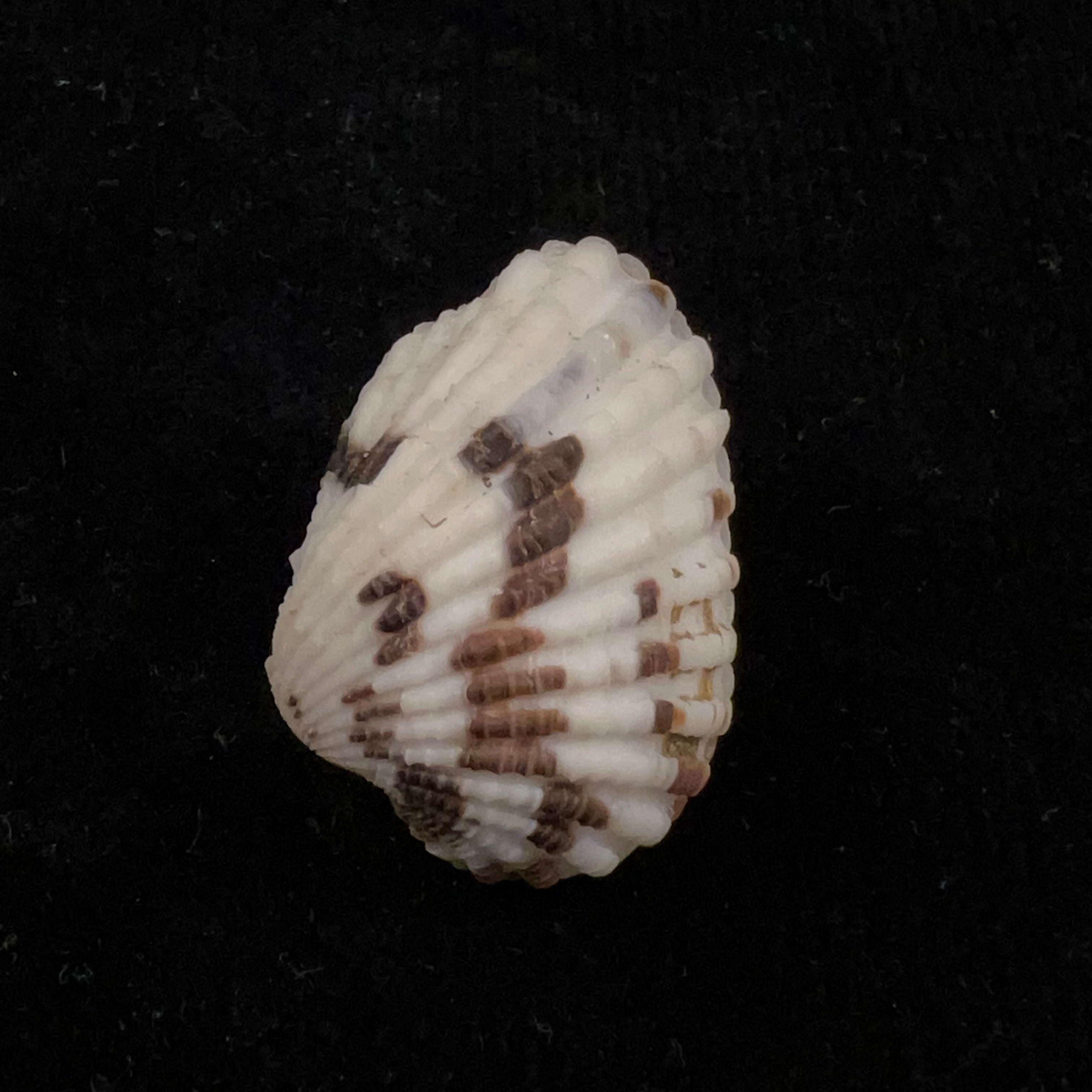 Cardites laticostatus (GB Sowerby I, 1833) - 33,3毫米