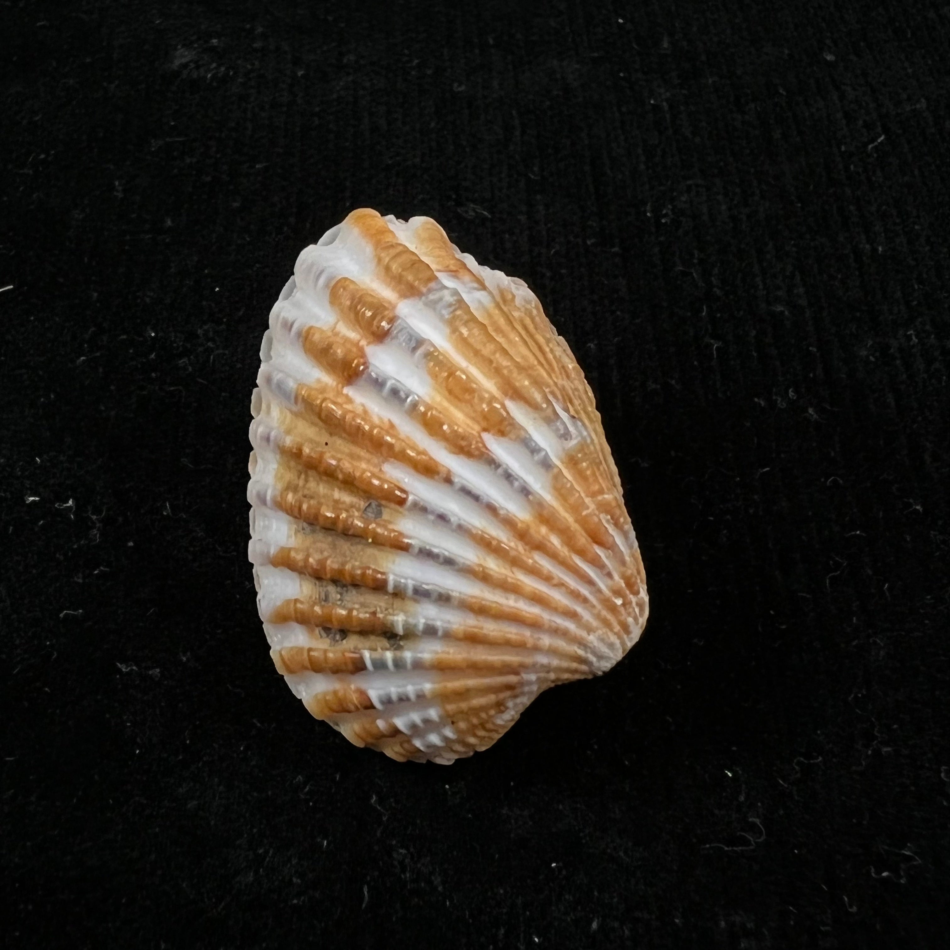 Cardites laticostatus (GB Sowerby I, 1833) - 33,3毫米