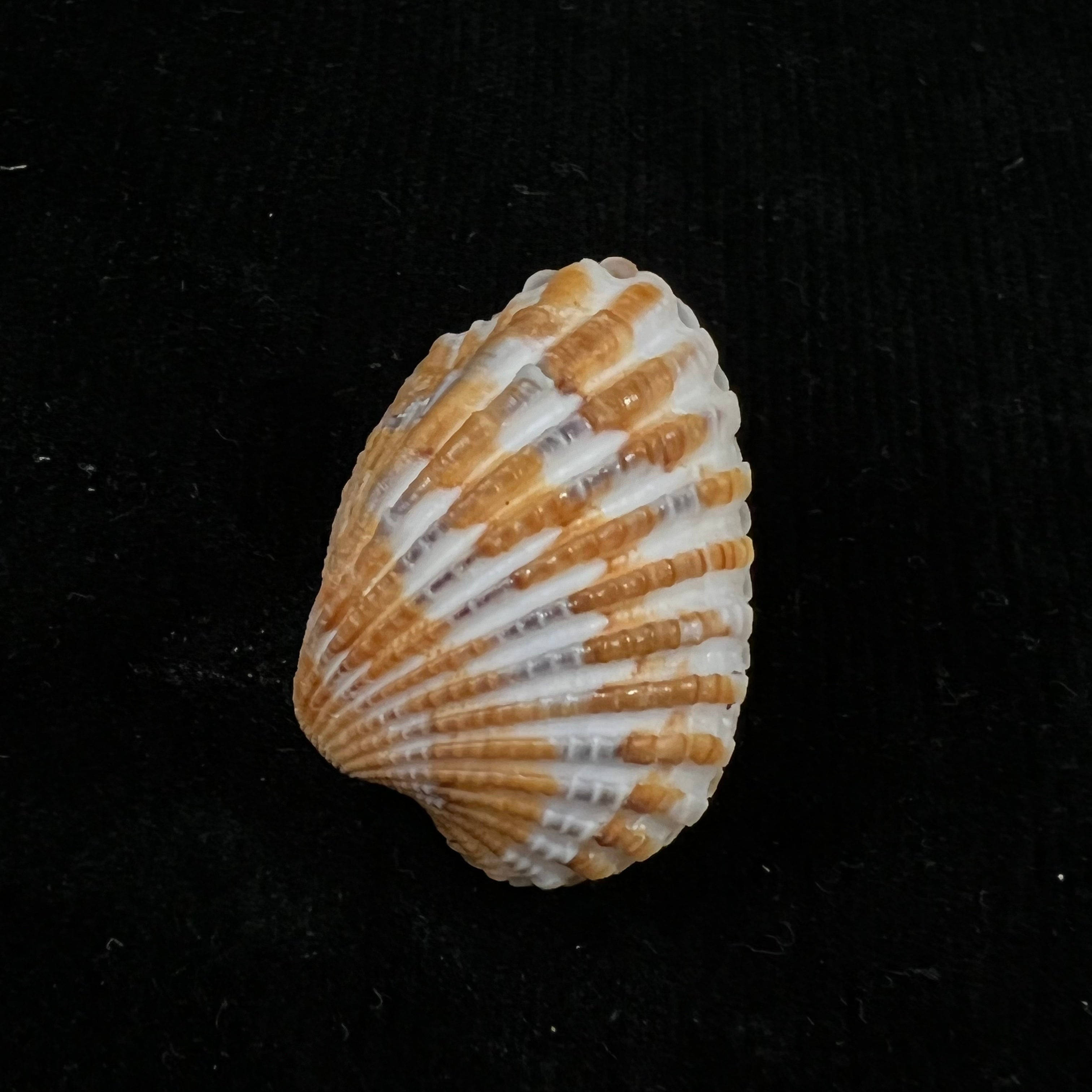 Cardites laticostatus (GB Sowerby I, 1833) - 33,3毫米