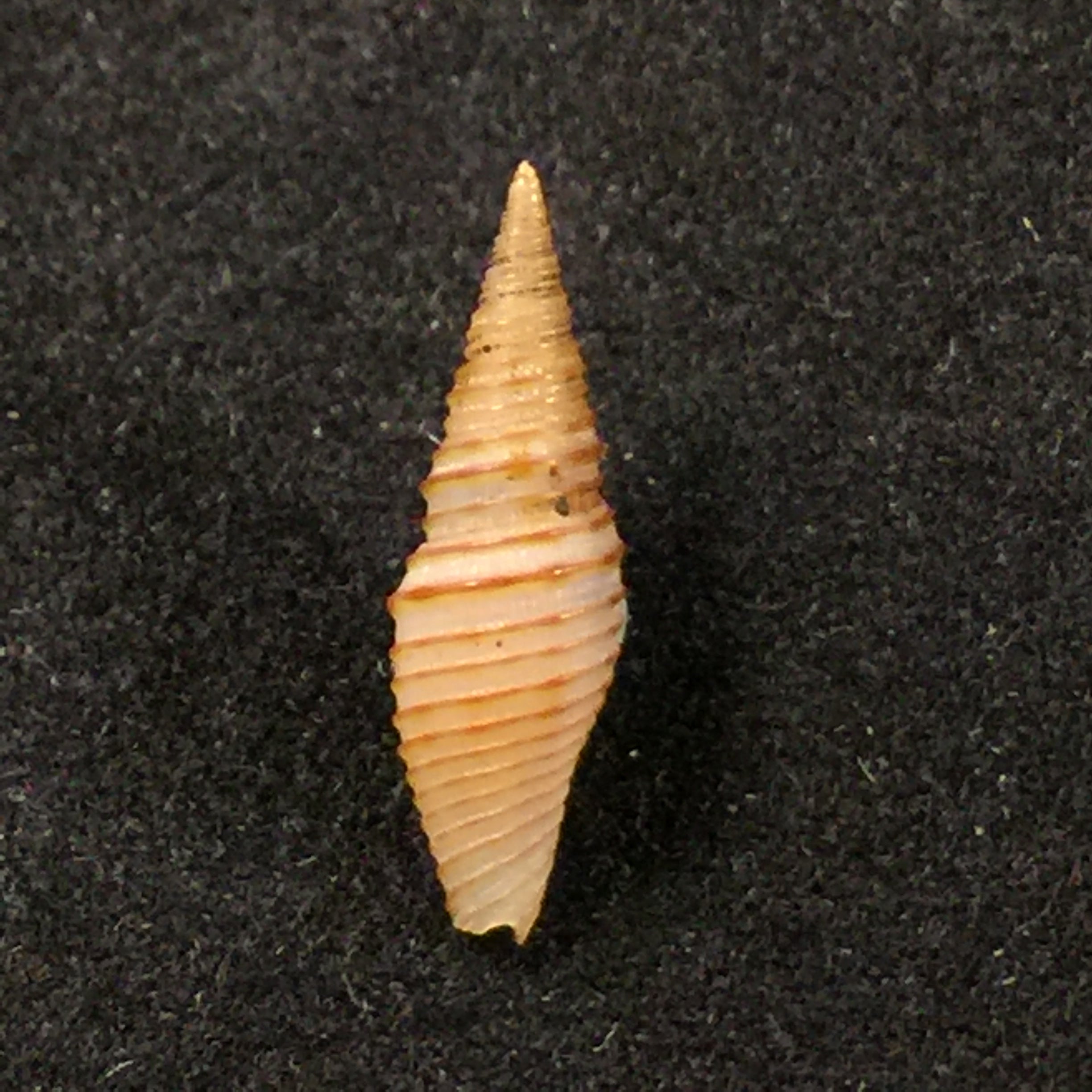 Imbricaria interlirata (Reeve, 1844) - 12,5毫米