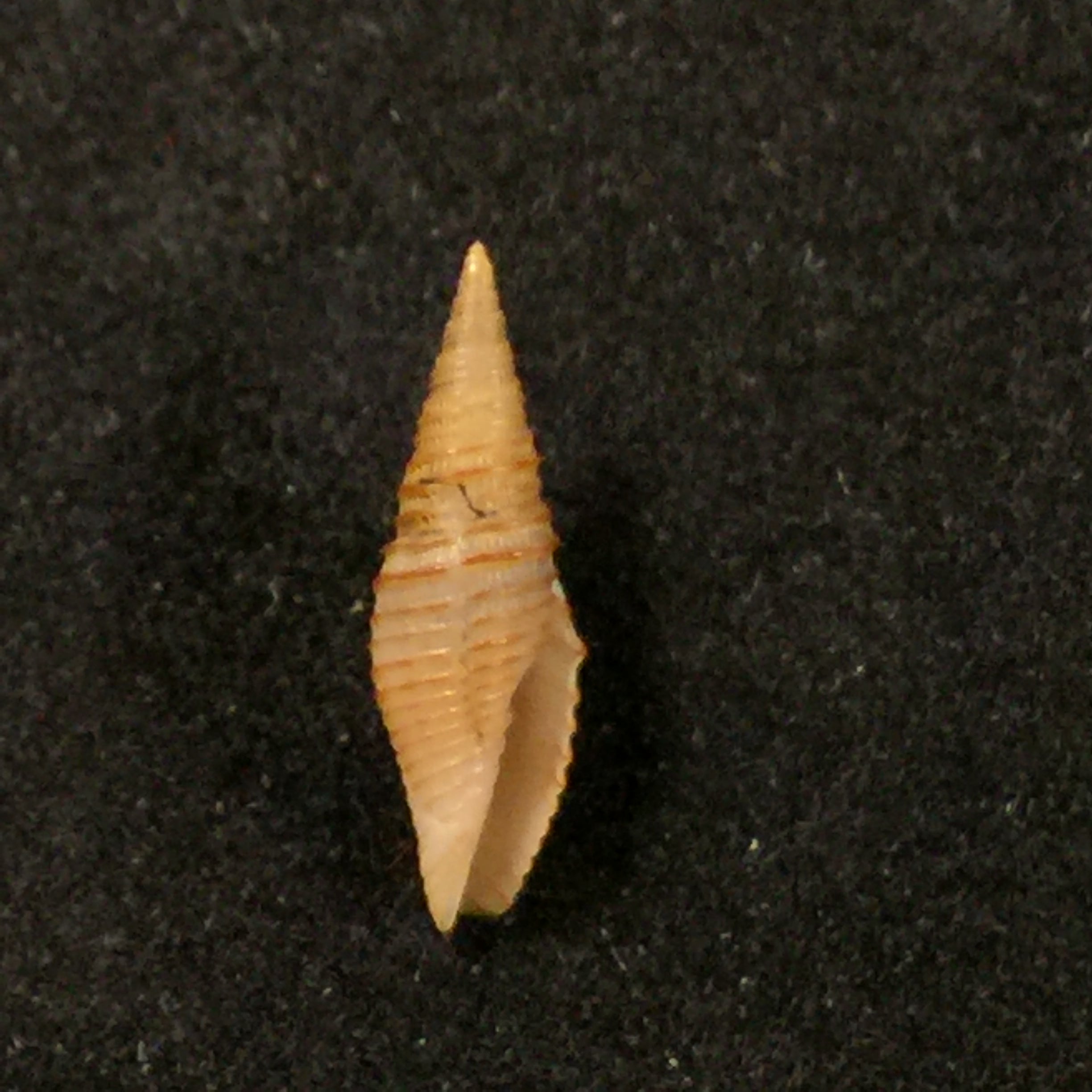 Imbricaria interlirata (Reeve, 1844) - 12,5毫米