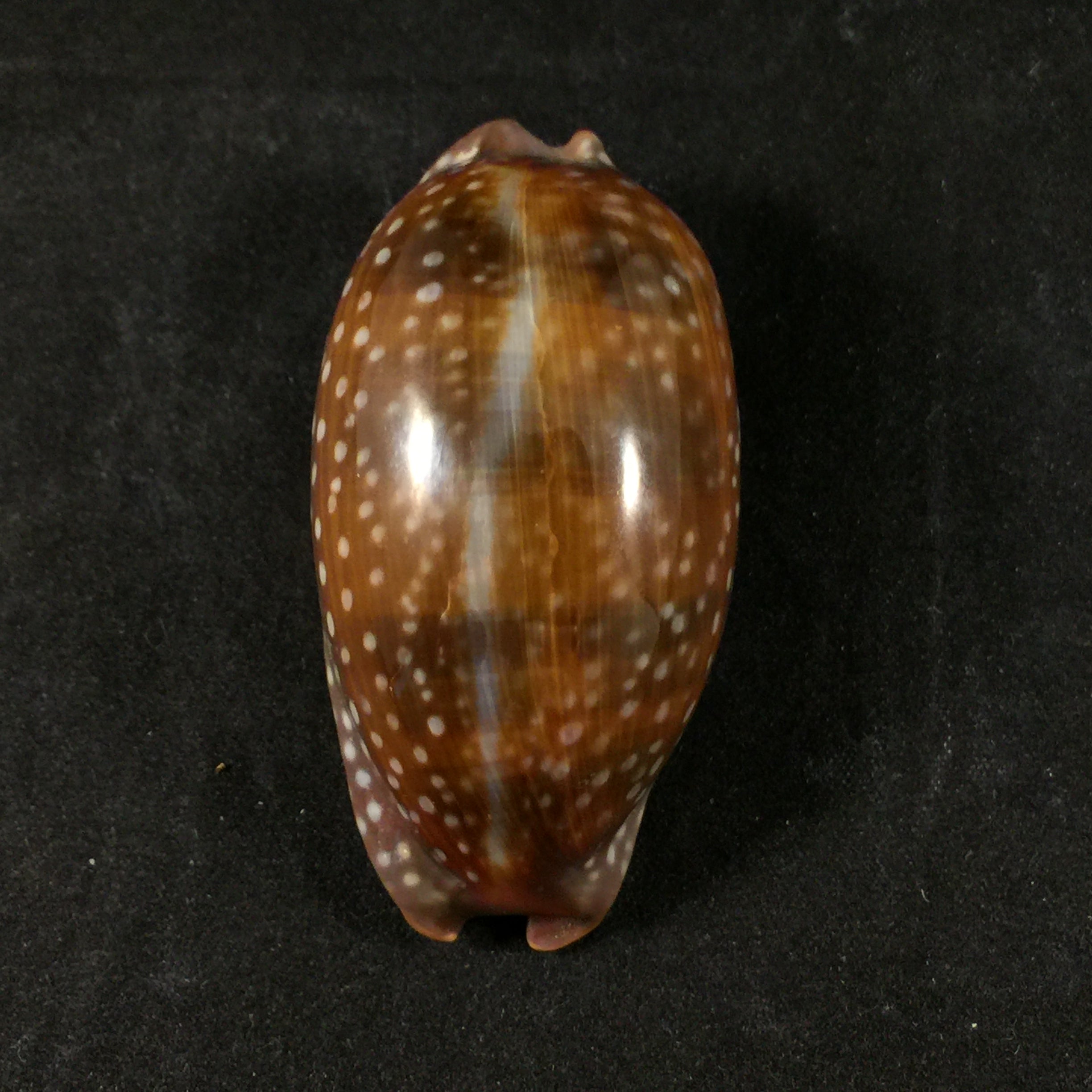 Macrocypraea cervinetta(Kiener,1844)- 60,5毫米