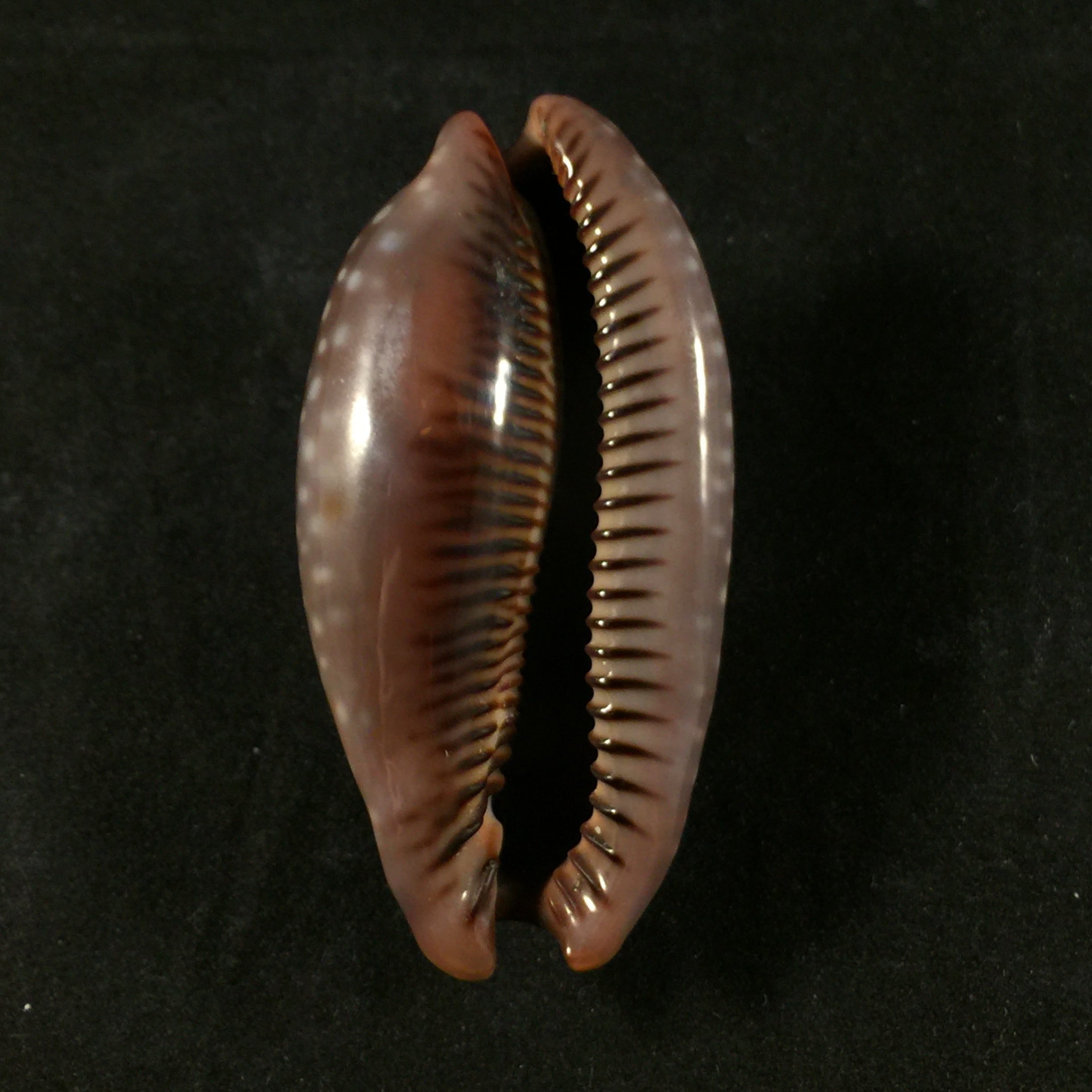 Macrocypraea cervinetta(Kiener,1844)- 60,5毫米