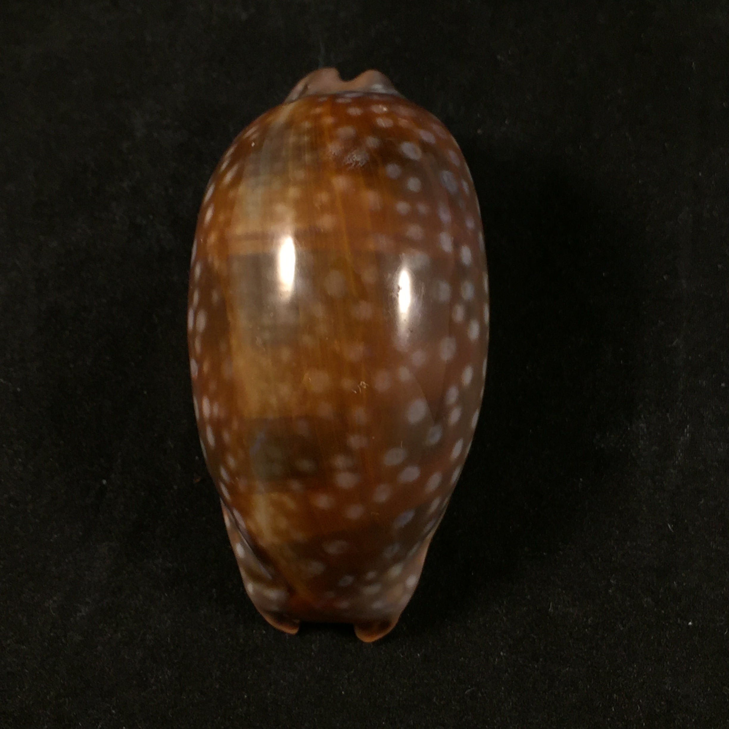Macrocypraea cervinetta (Kiener, 1844) - 59,8mm
