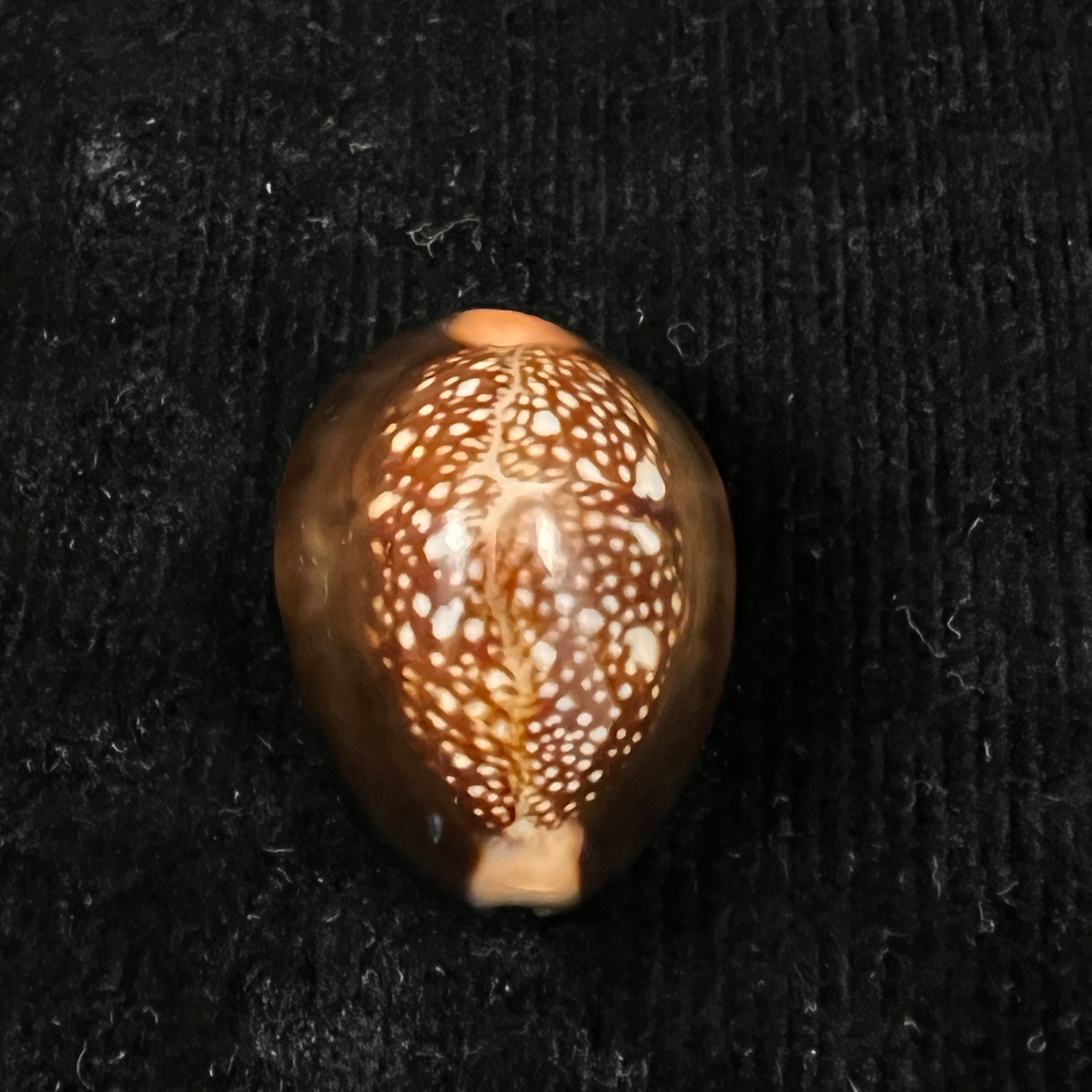 Monetaria caputserpentis (林奈, 1758) - 30,8mm