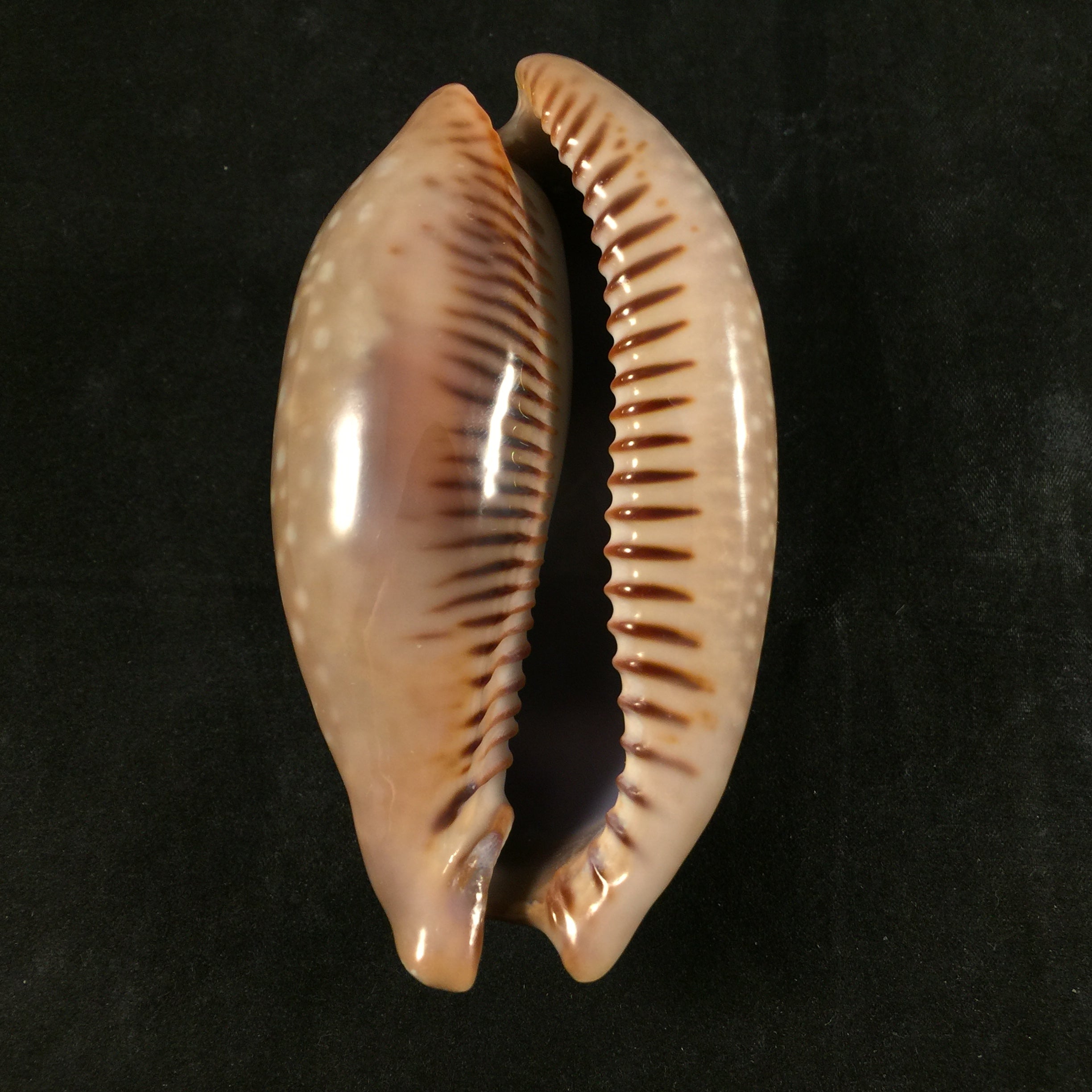 Macrocypraea cervinetta (Kiener, 1844) - 89,8mm