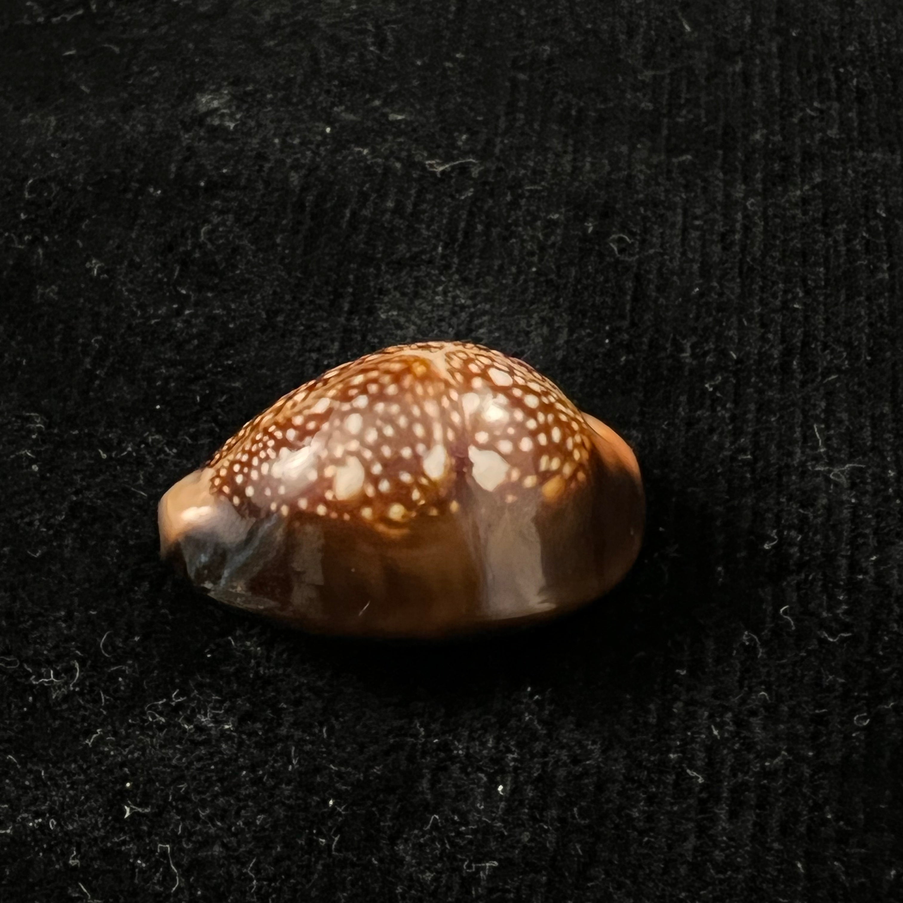 Monetaria caputserpentis (林奈, 1758) - 30,8mm