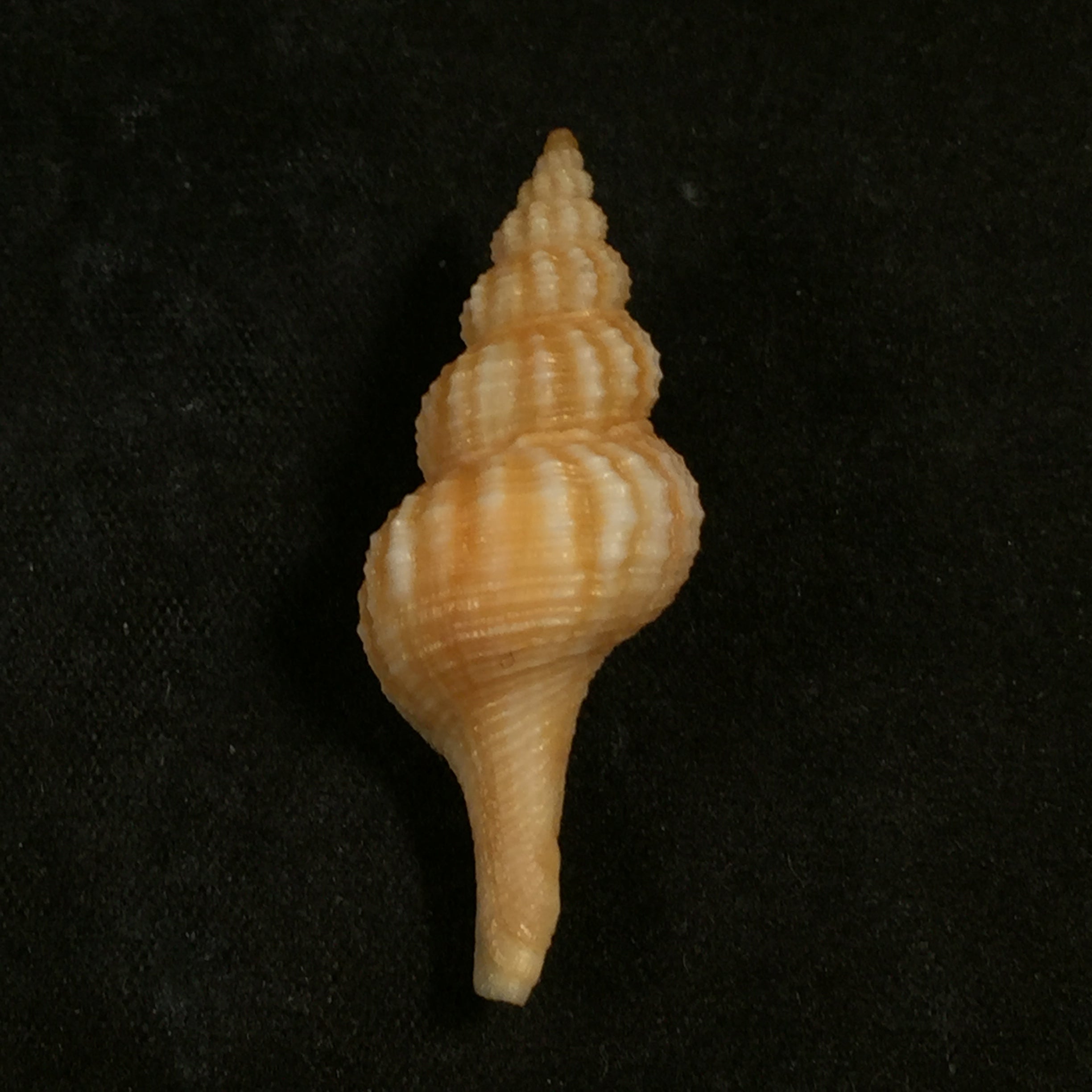 Fusinus mariaodeteae Petuch & Berchauer, 2016 - 37,4毫米