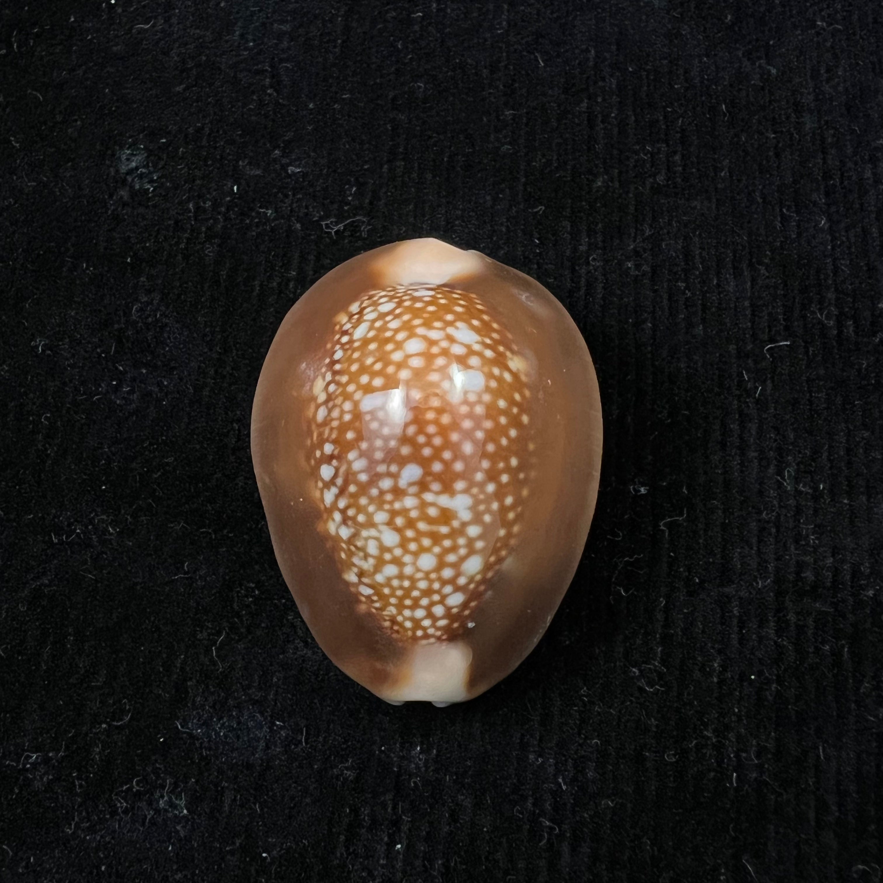 Monetaria caputserpentis (林奈, 1758) - 36,3mm