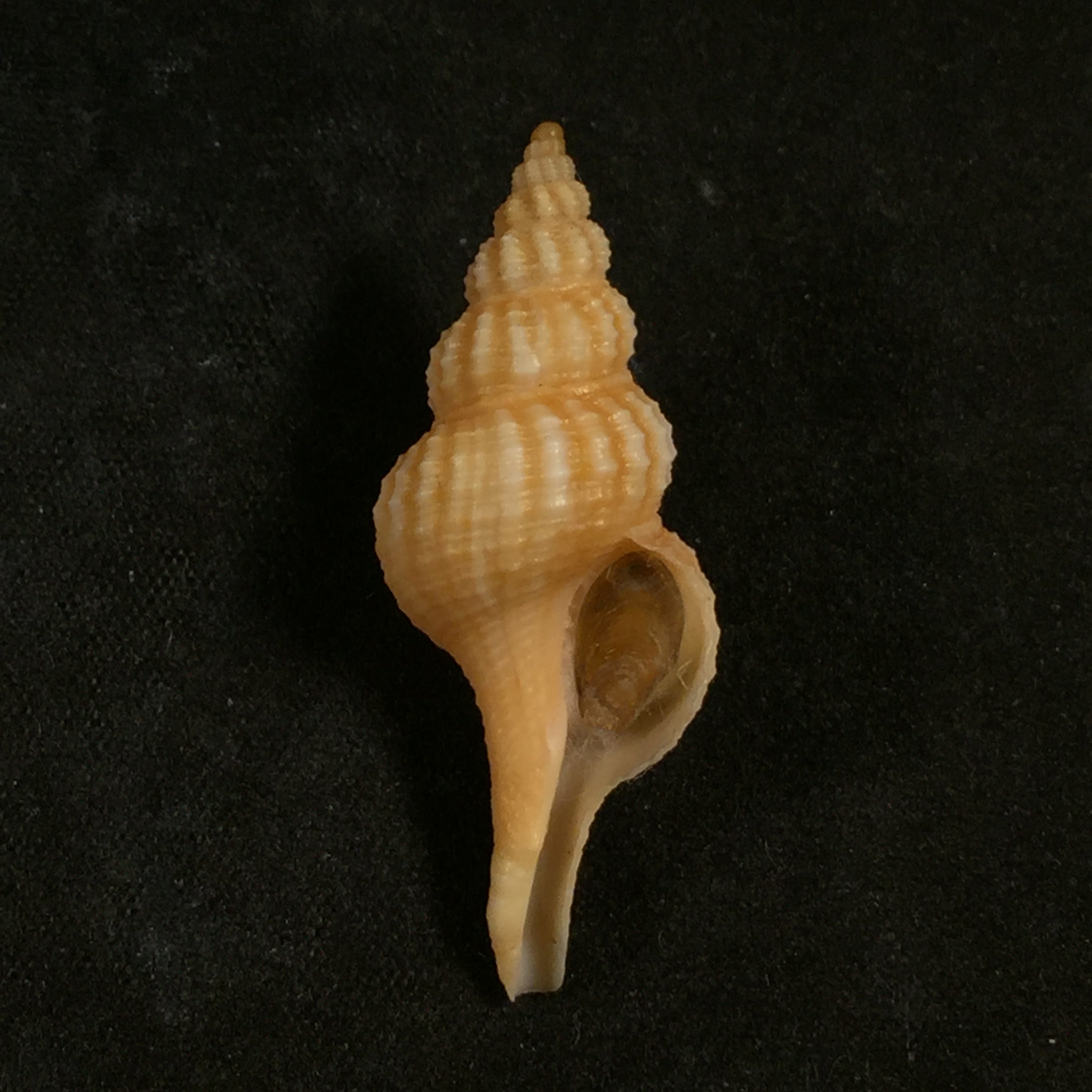 Fusinus mariaodeteae Petuch & Berchauer, 2016 - 37,4毫米