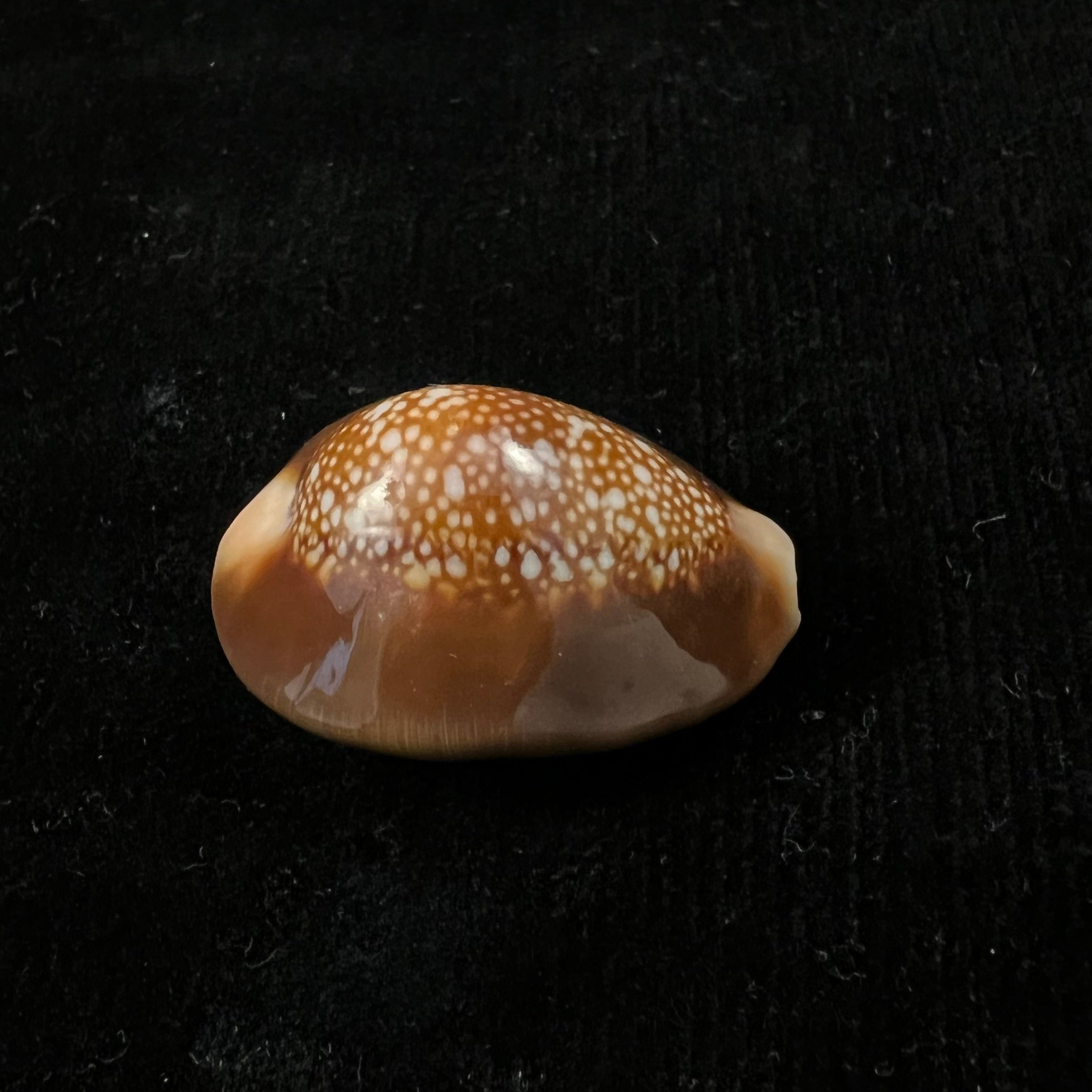 Monetaria caputserpentis (林奈, 1758) - 36,3mm