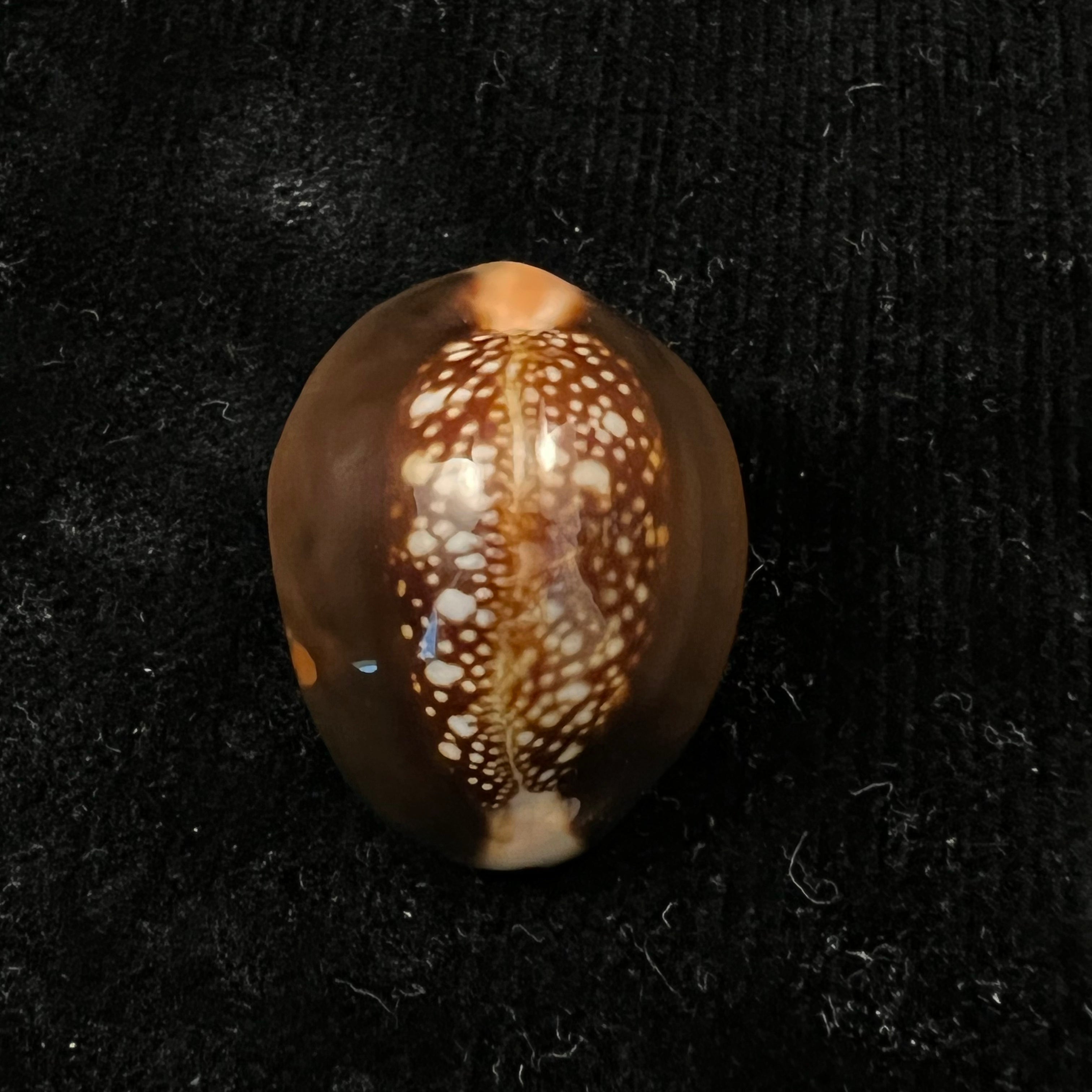 Monetaria caputserpentis (林奈, 1758) - 31,9mm