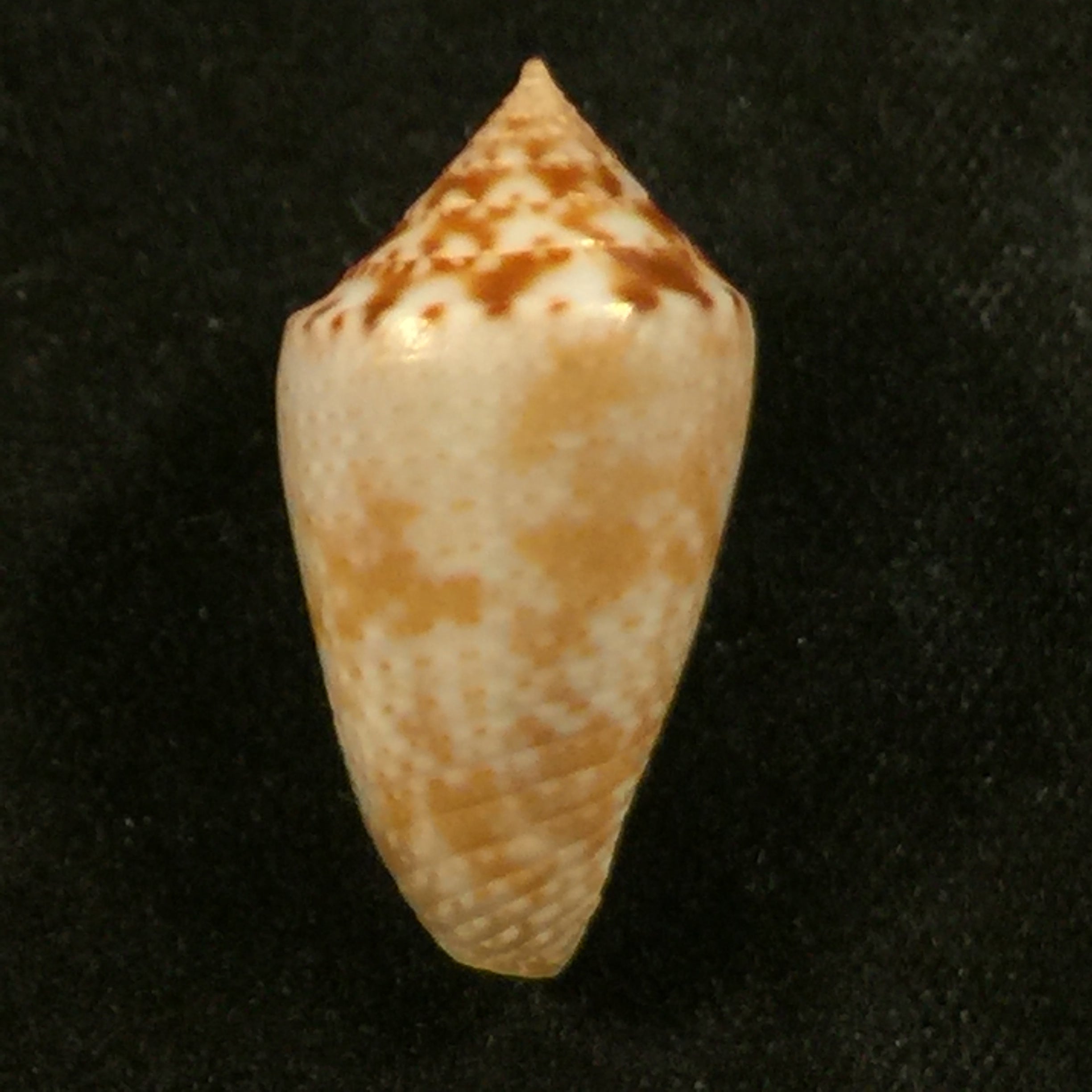 Conasprella josei Petuch & Berschauer, 2016 - 21,4mm