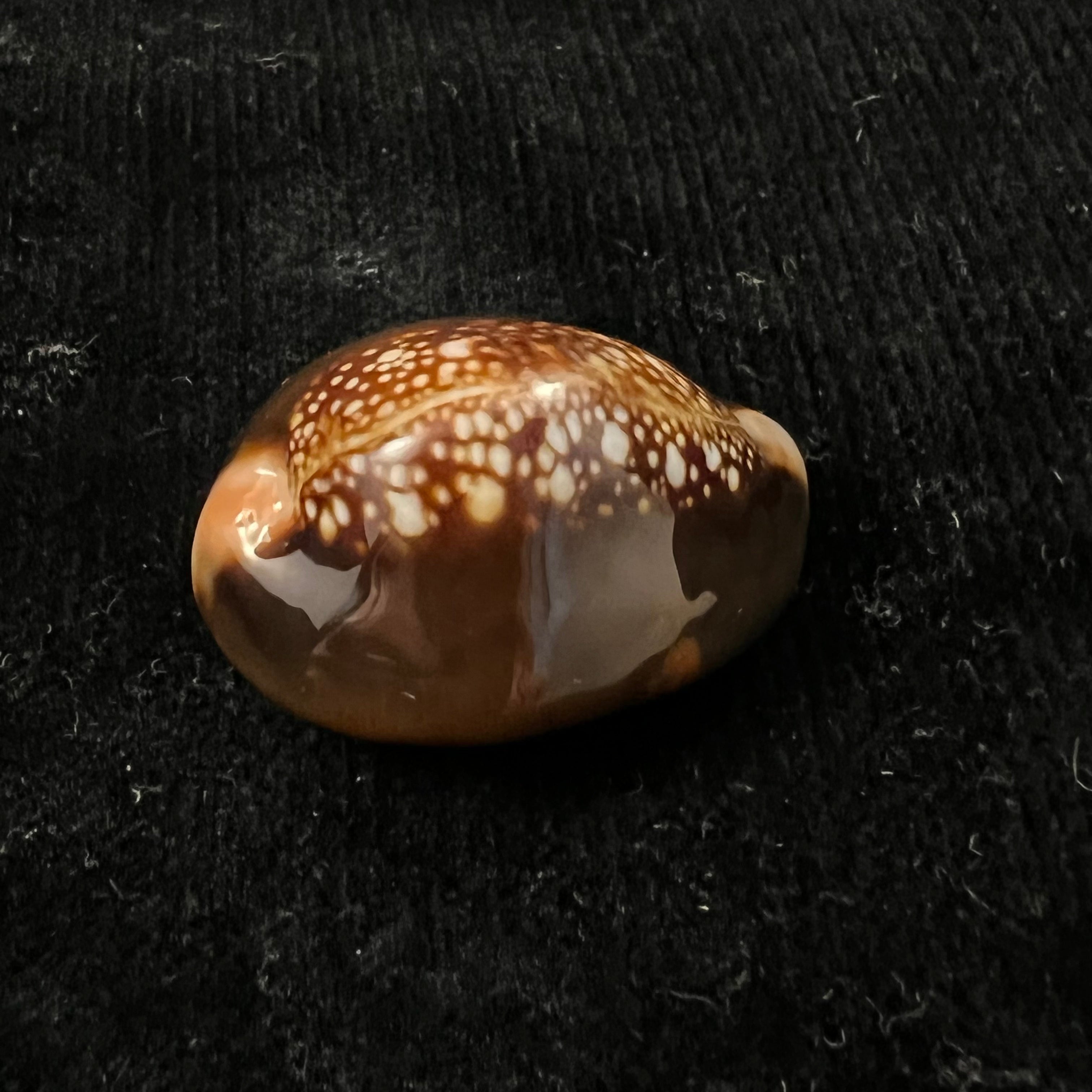 Monetaria caputserpentis (林奈, 1758) - 31,9mm