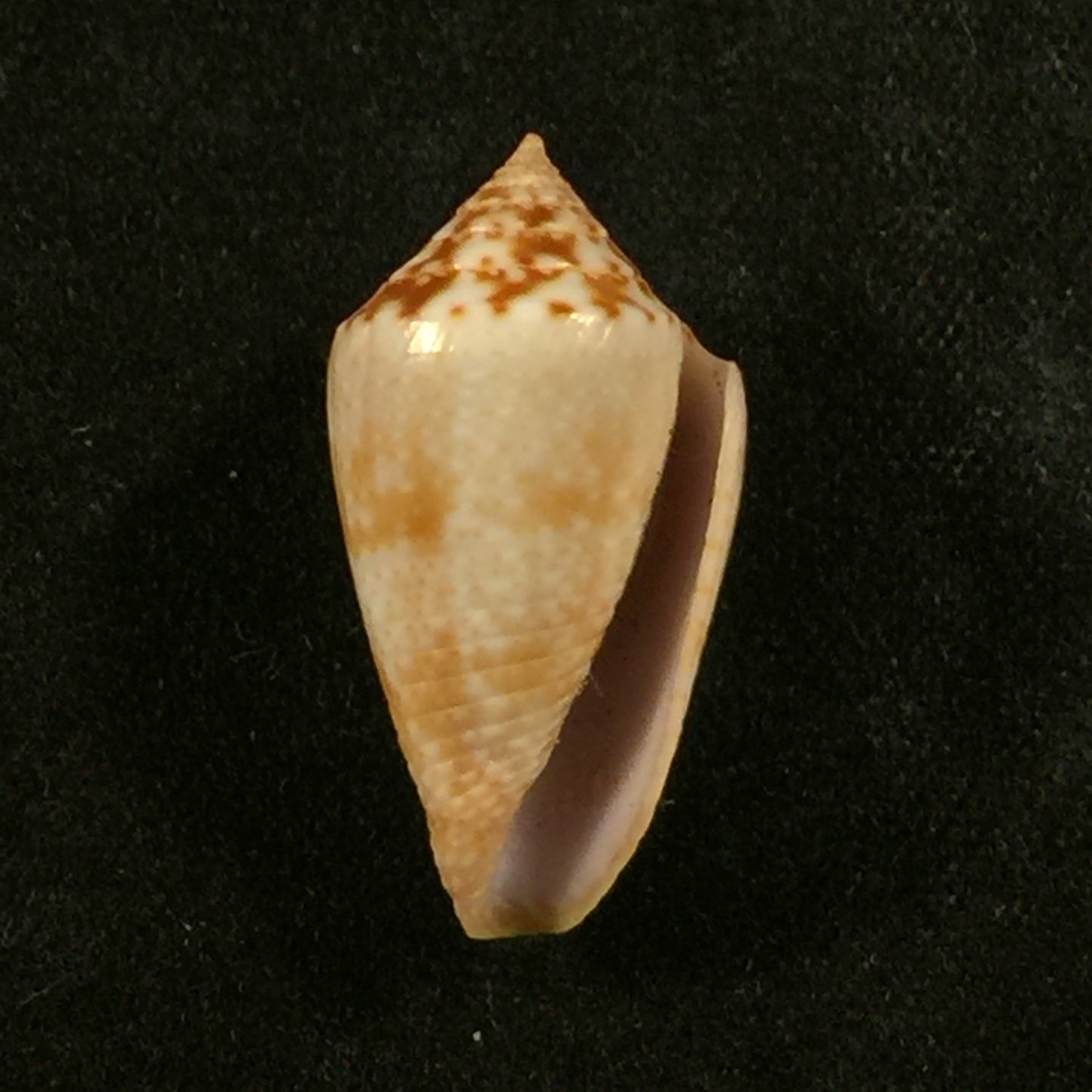 Conasprella josei Petuch & Berschauer, 2016 - 21,4mm