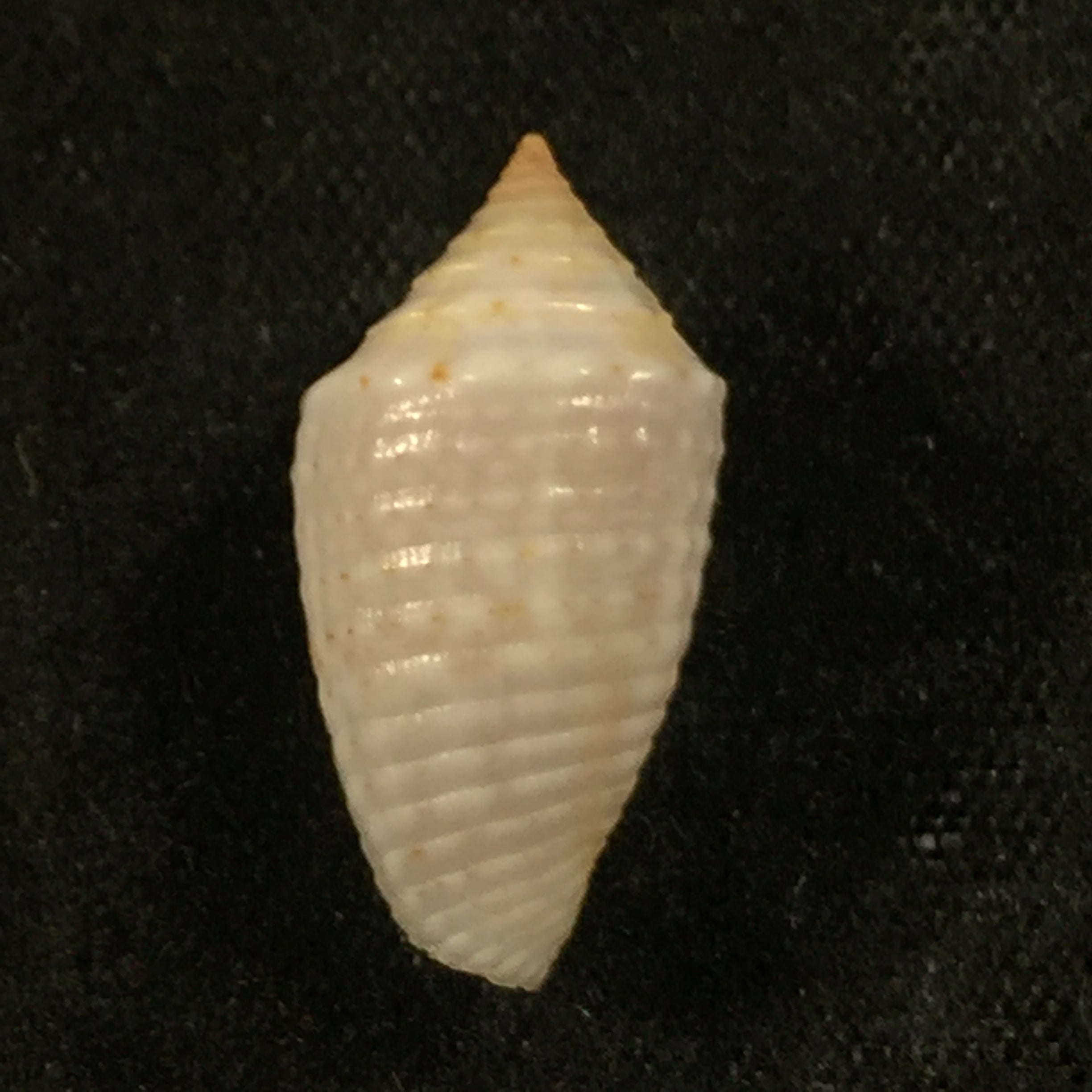 Conasprella anacarolinae Cossignani, 2019 - 17,7mm