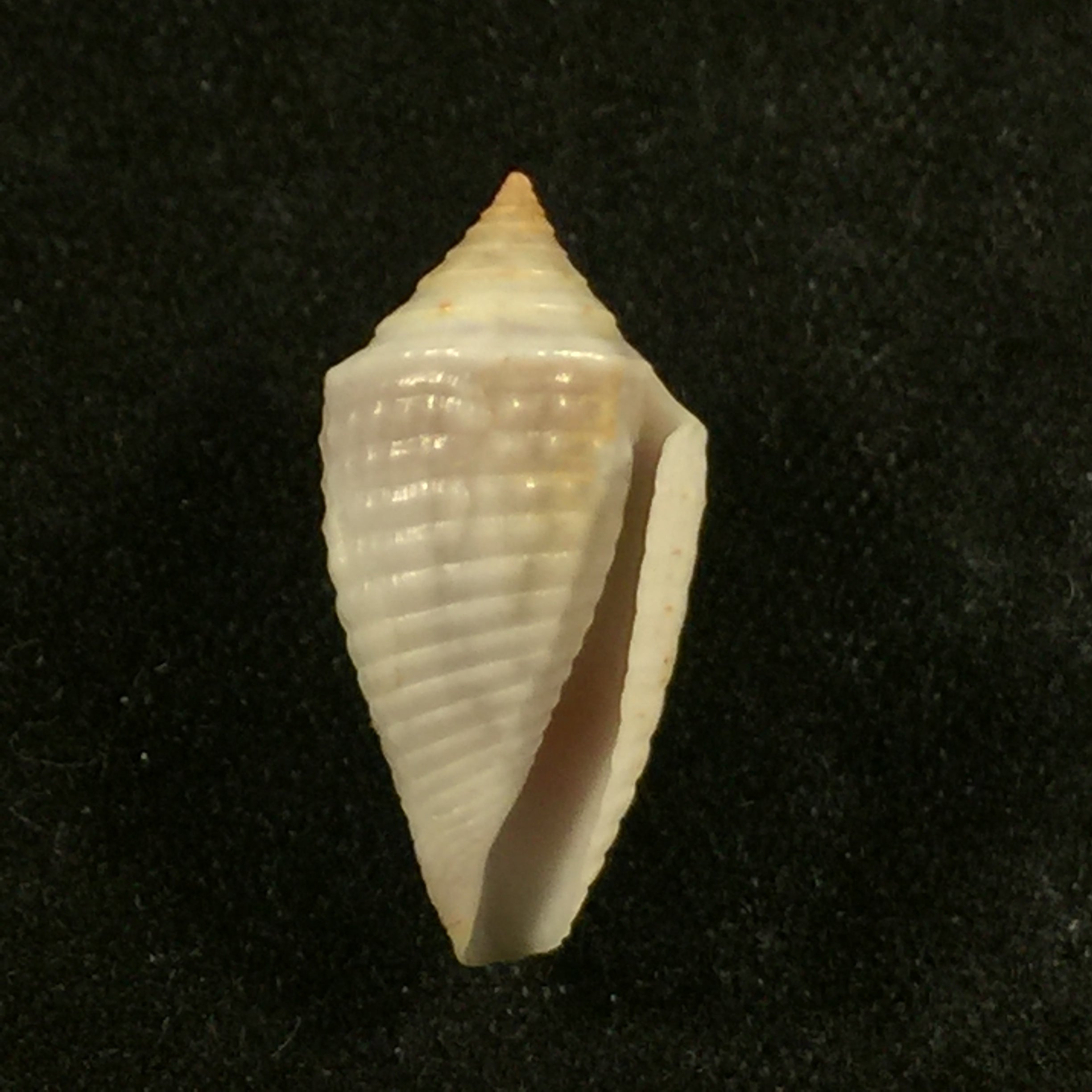 Conasprella anacarolinae Cossignani, 2019 - 17,7mm