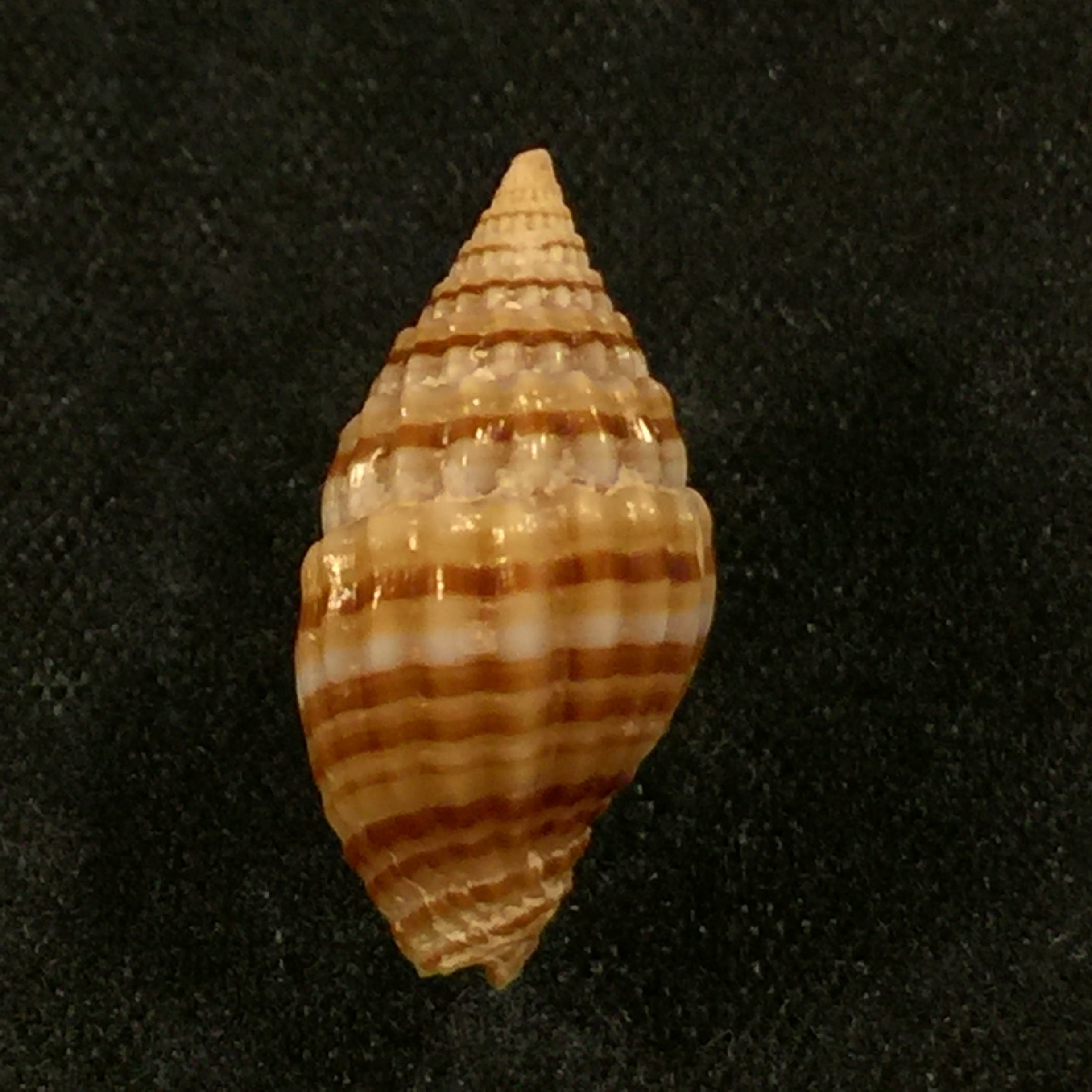 Vexillum unifasciale (拉马克, 1811) - 18,2mm