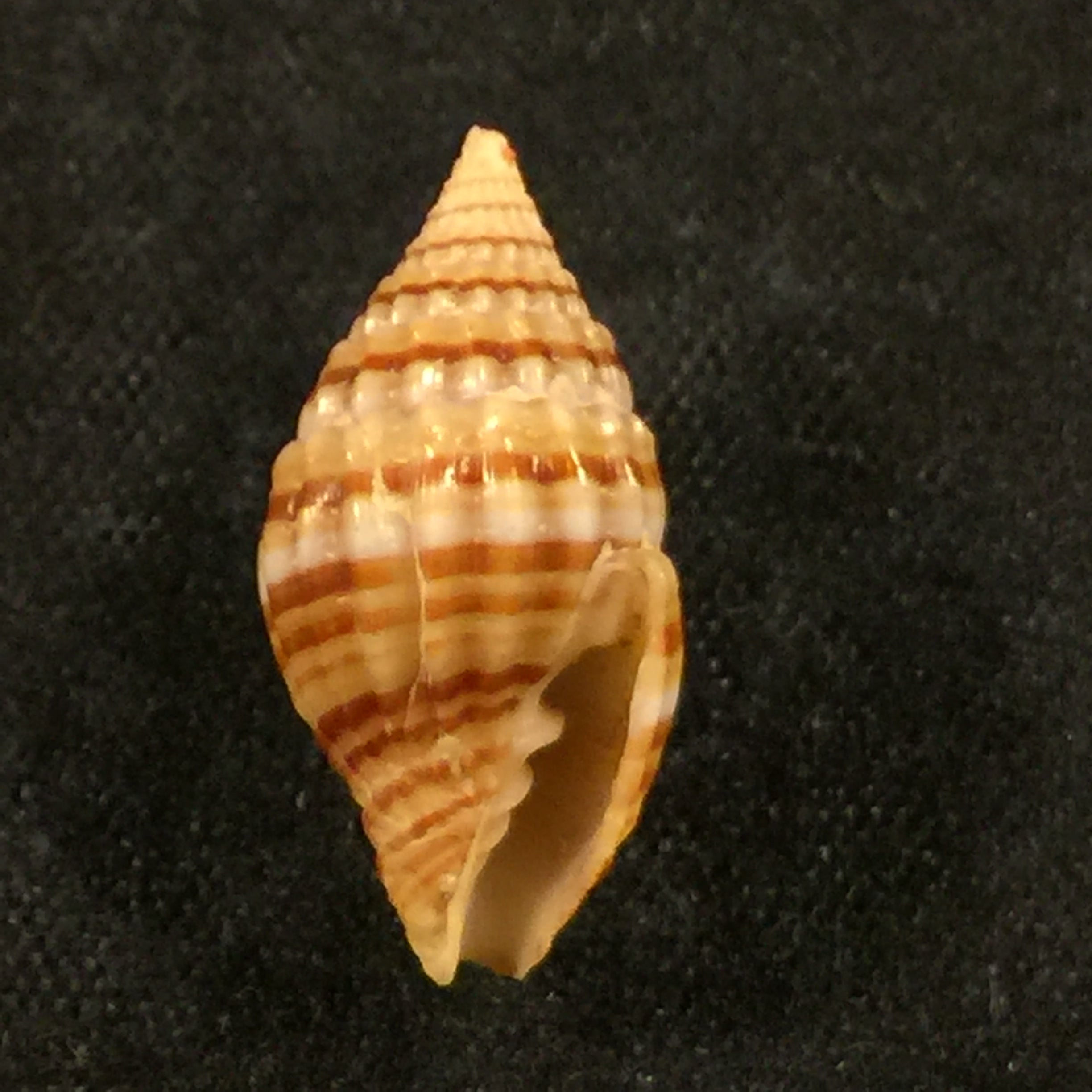 Vexillum unifasciale (拉马克, 1811) - 18,2mm