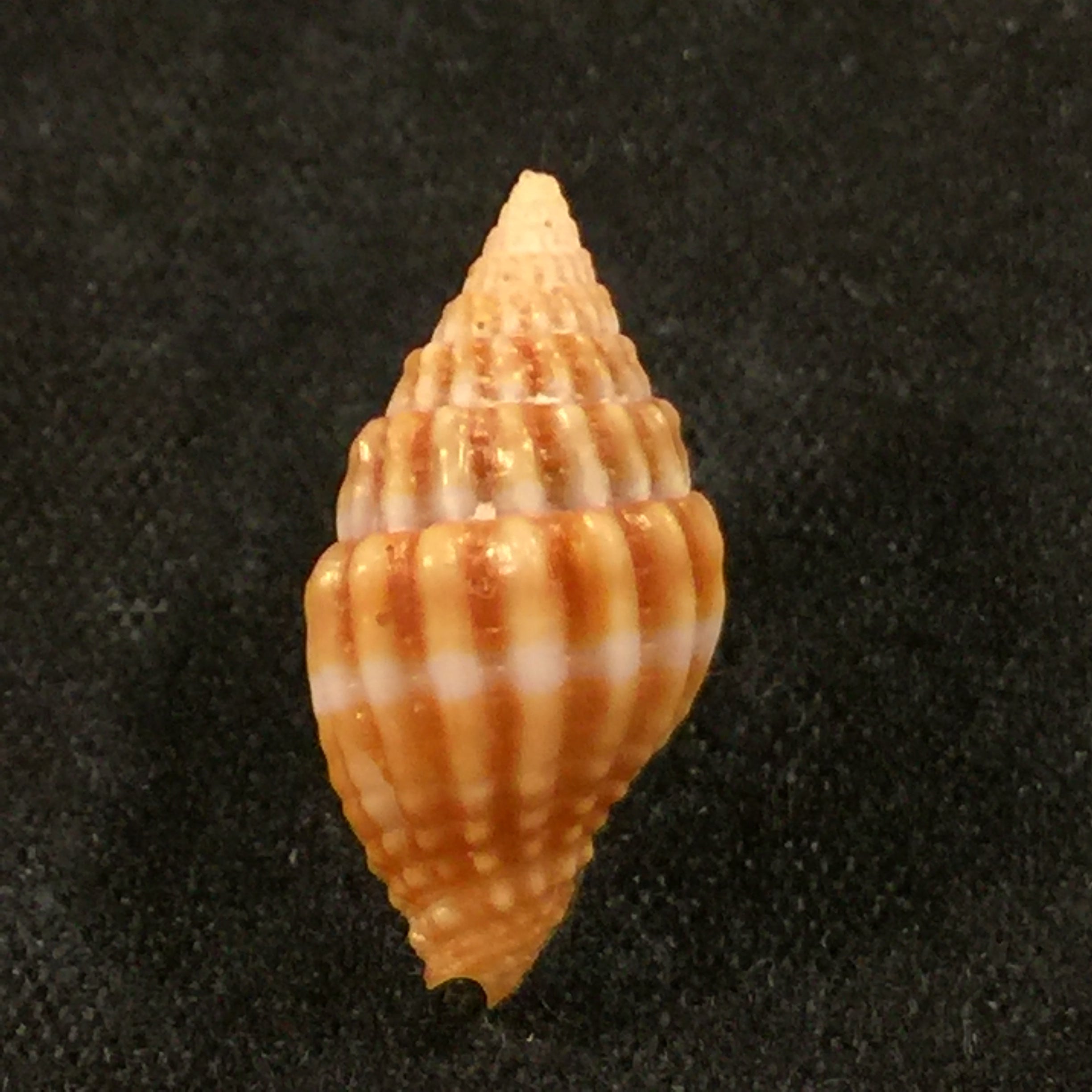 Vexillum unifasciale (拉马克, 1811) - 18,7mm