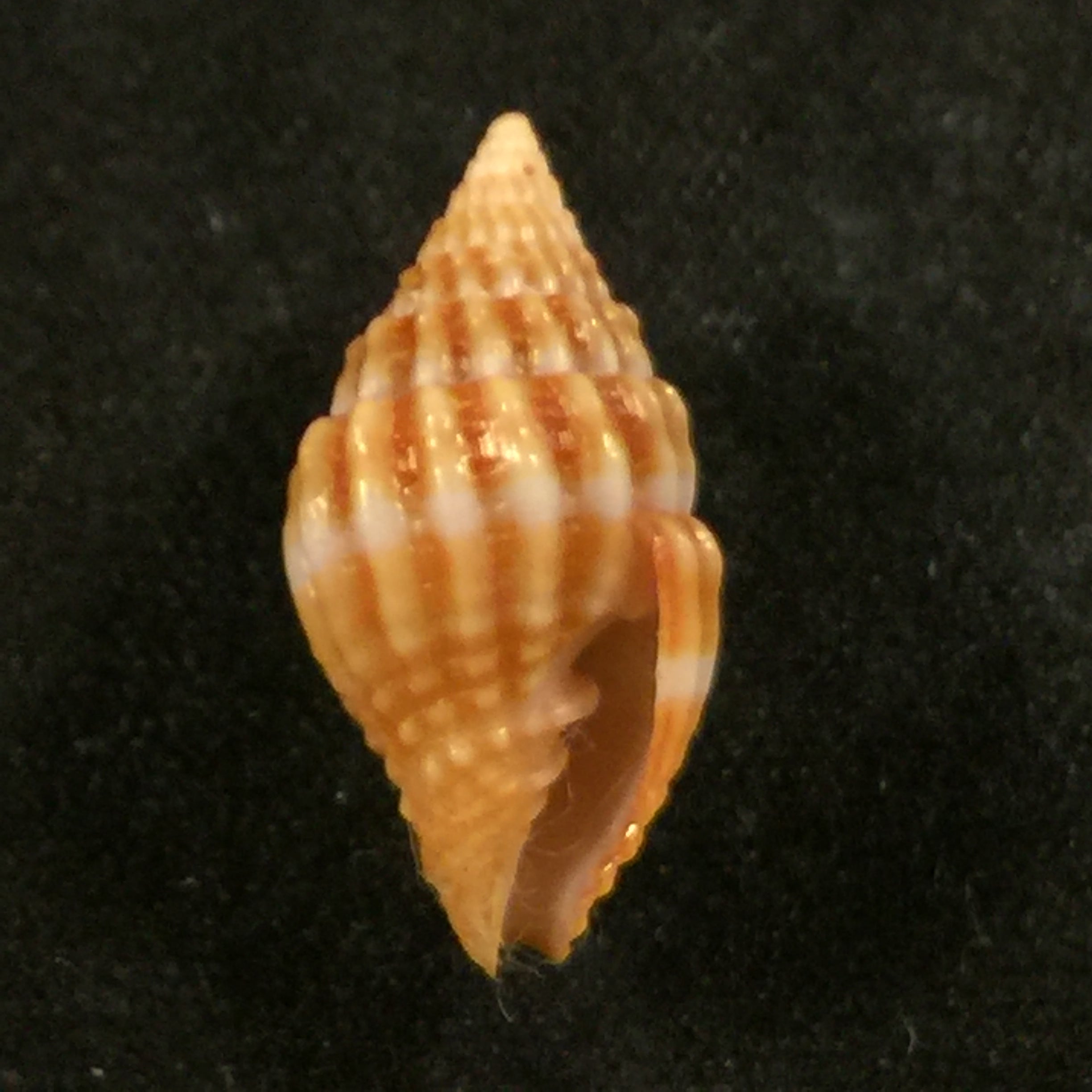 Vexillum unifasciale (拉马克, 1811) - 18,7mm