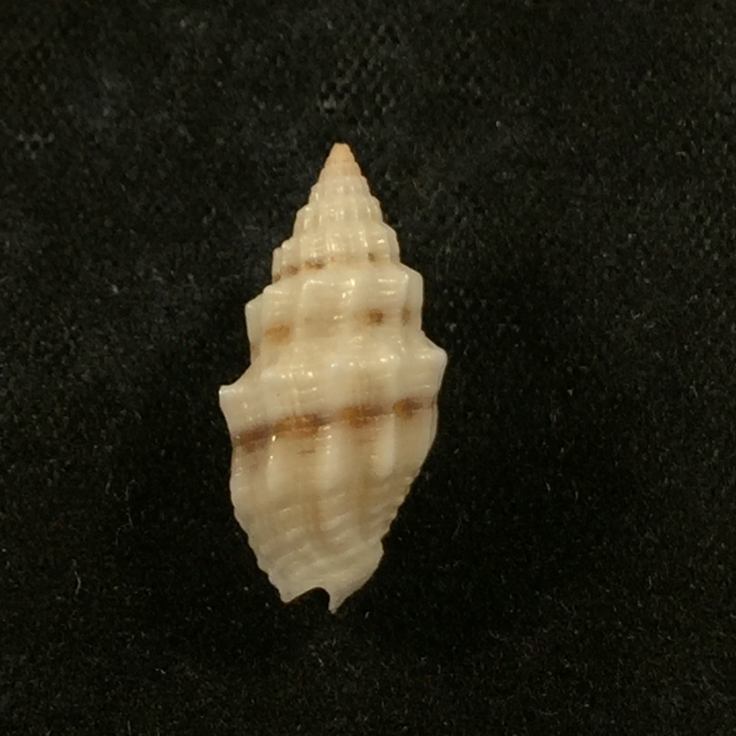 Vexillum cadaverosum (Reeve, 1844) - 16mm