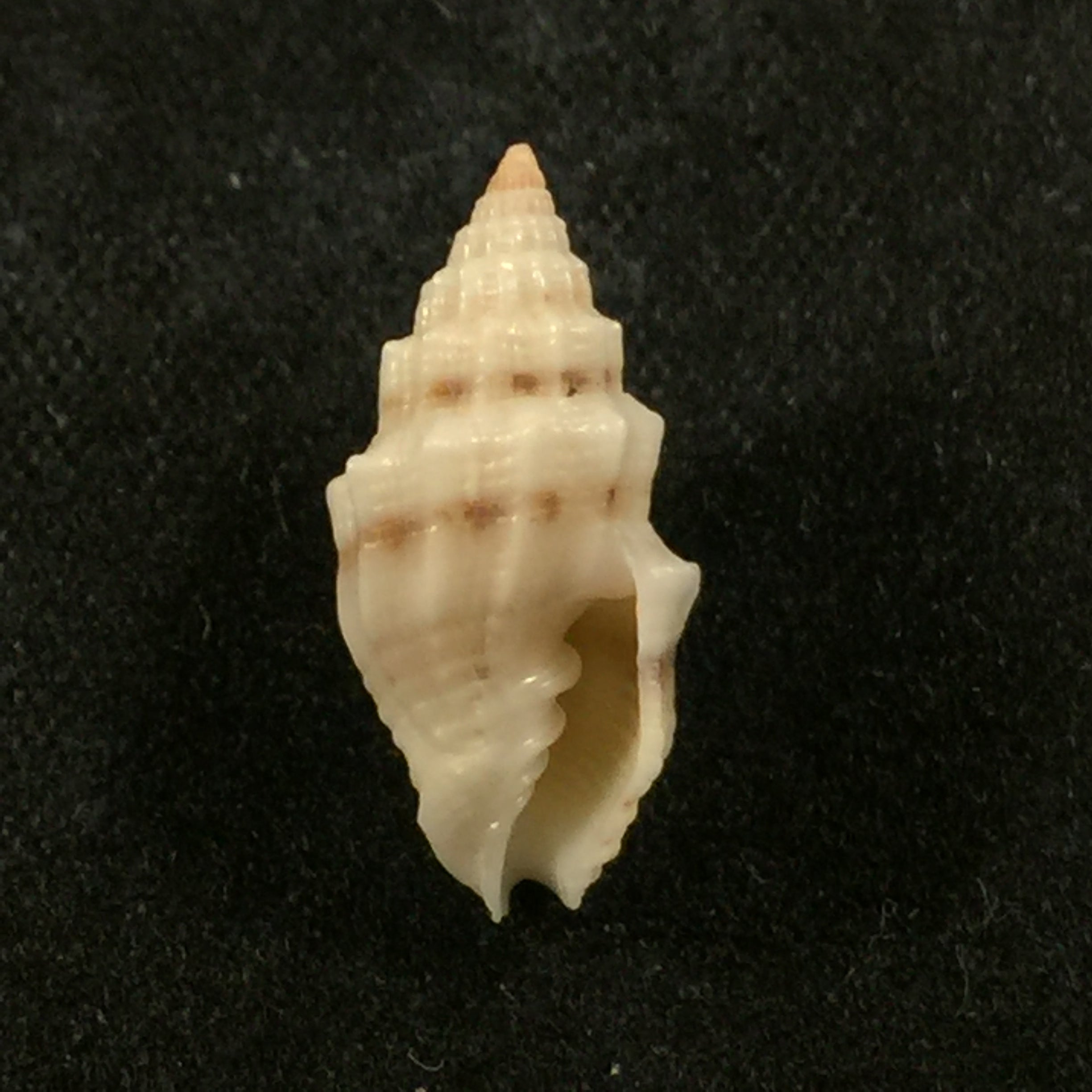 Vexillum cadaverosum (Reeve, 1844) - 16mm