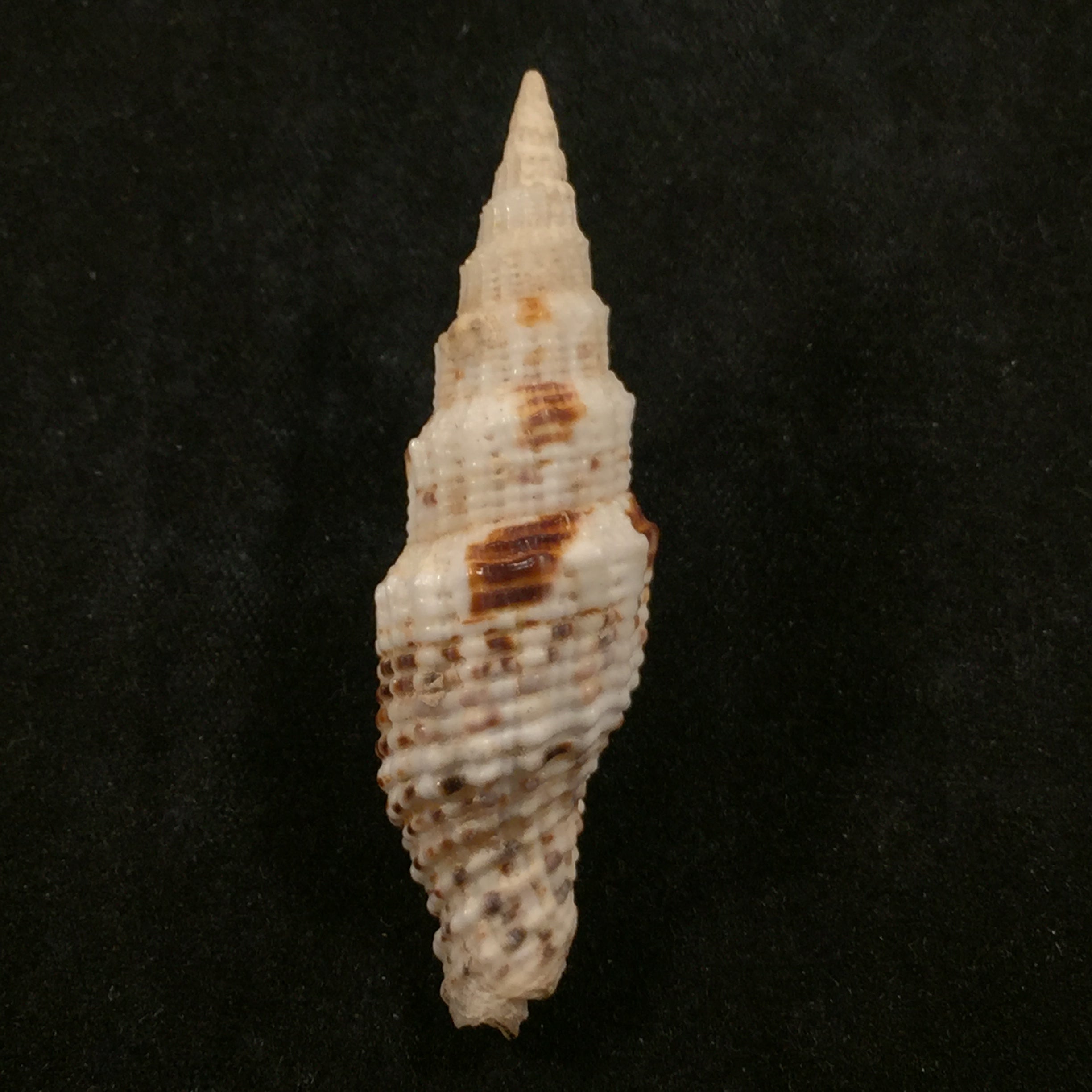 Vexillum mirabile (A. Adams, 1853) - 48,4mm