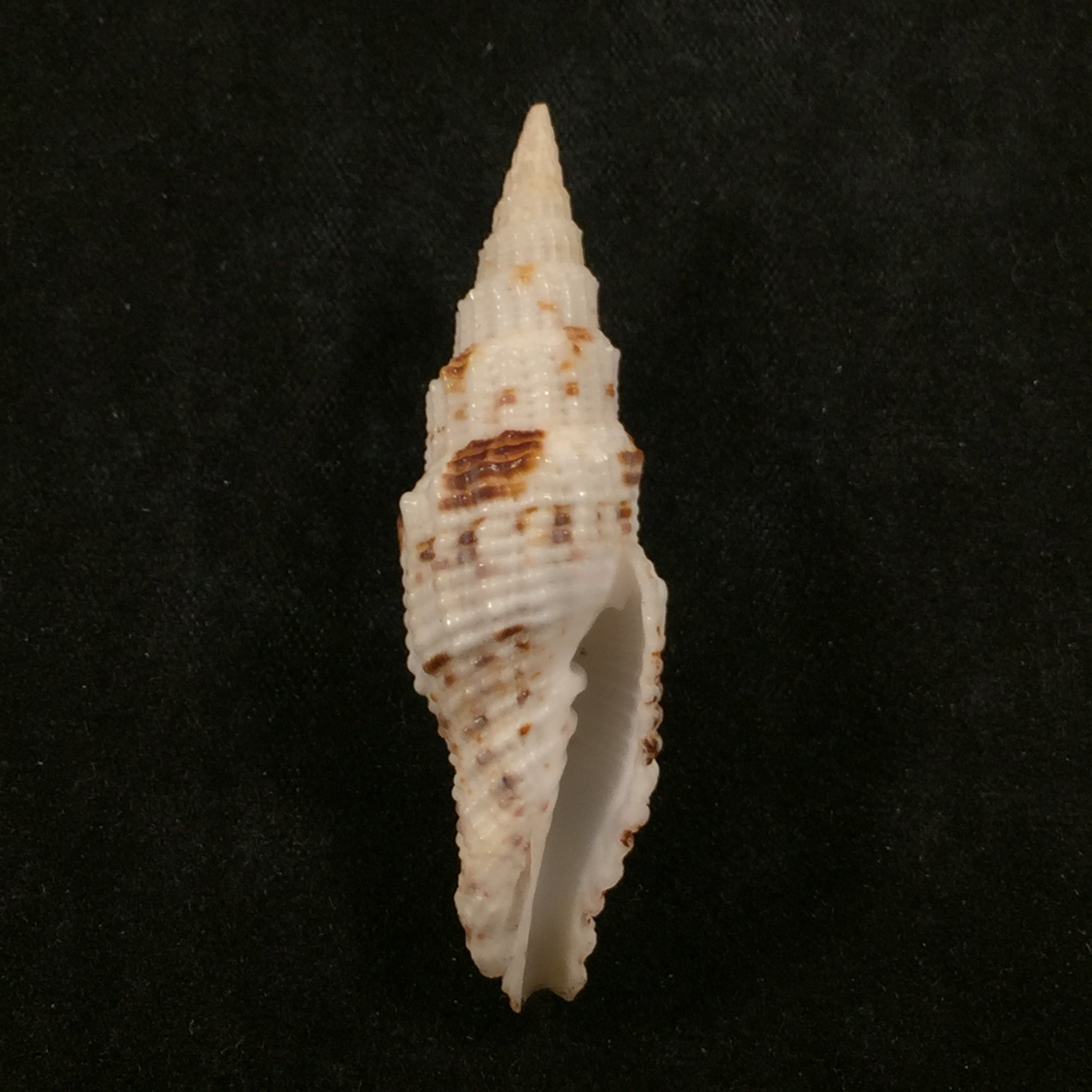 Vexillum mirabile (A. Adams, 1853) - 48,4mm