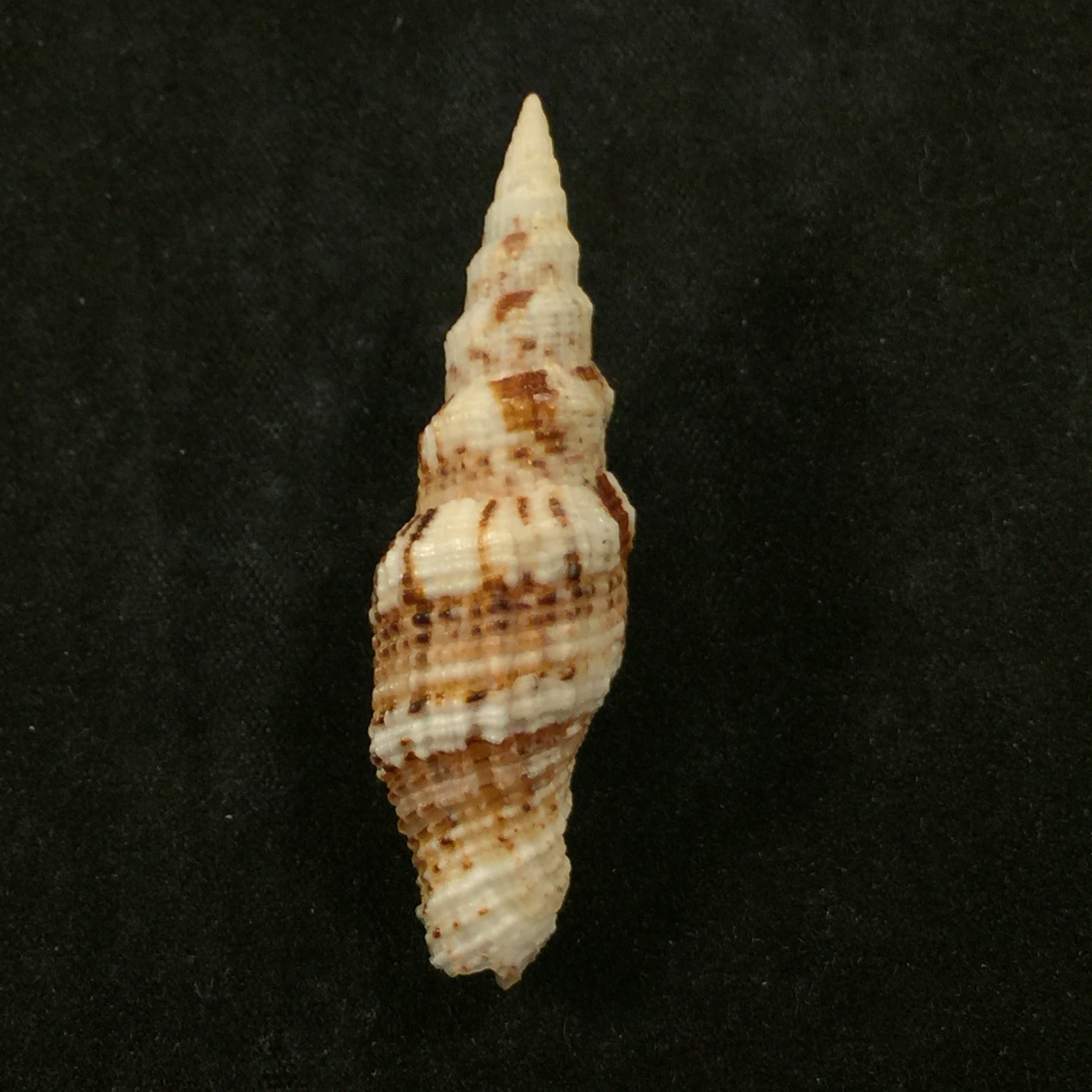 Vexillum mirabile (A. Adams, 1853) - 48,5mm