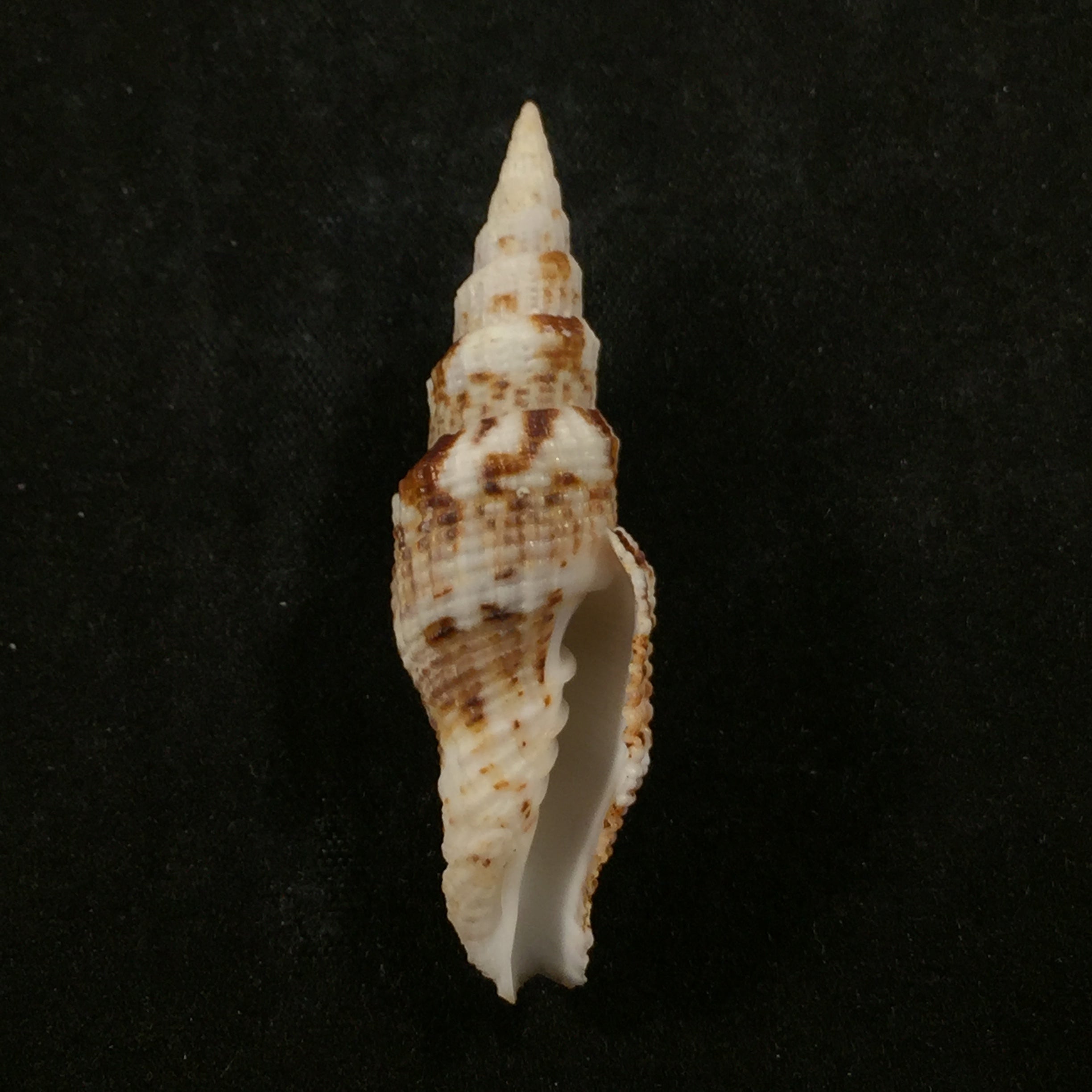 Vexillum mirabile (A. Adams, 1853) - 48,5mm